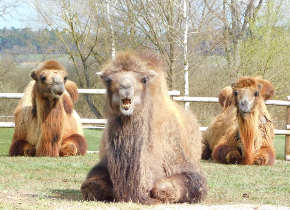Wellness zoo apartmány Lhota