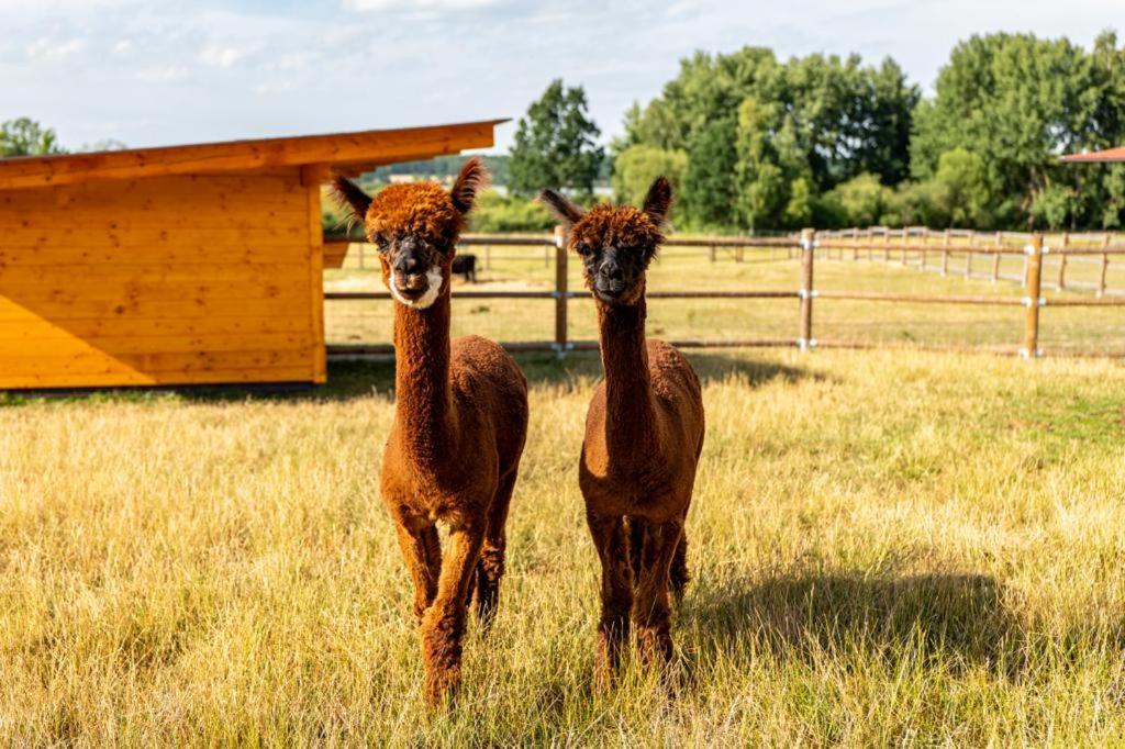 Wellness zoo apartmány Lhota