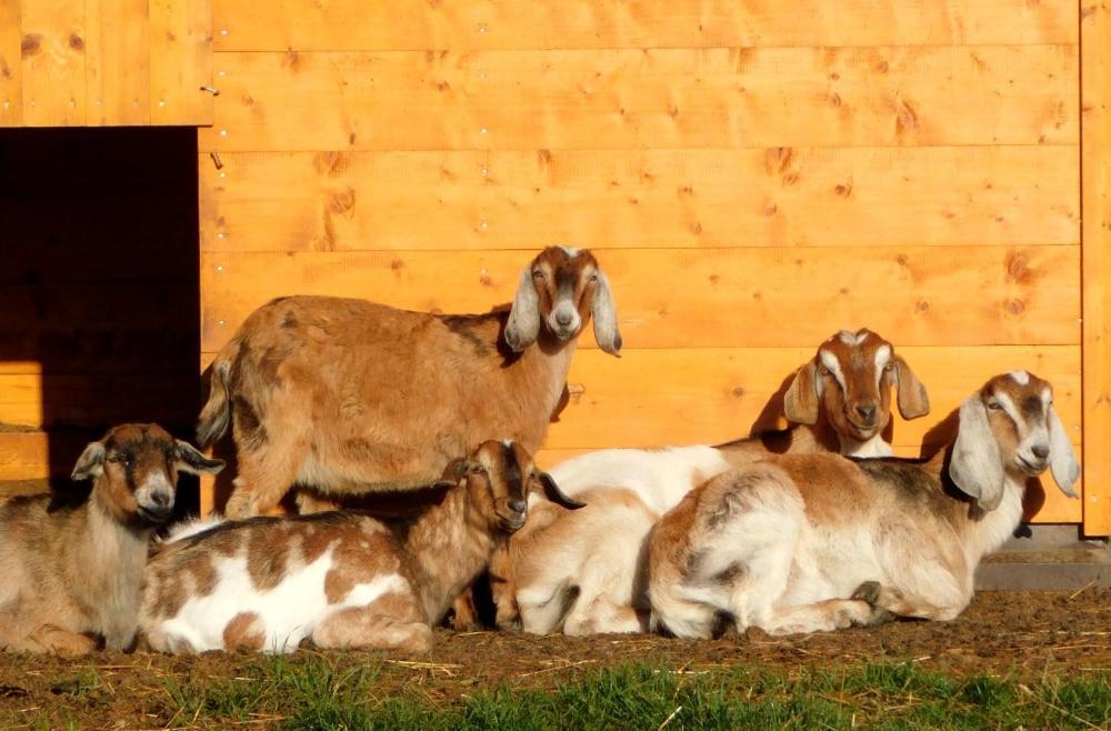 Wellness zoo apartmány Lhota