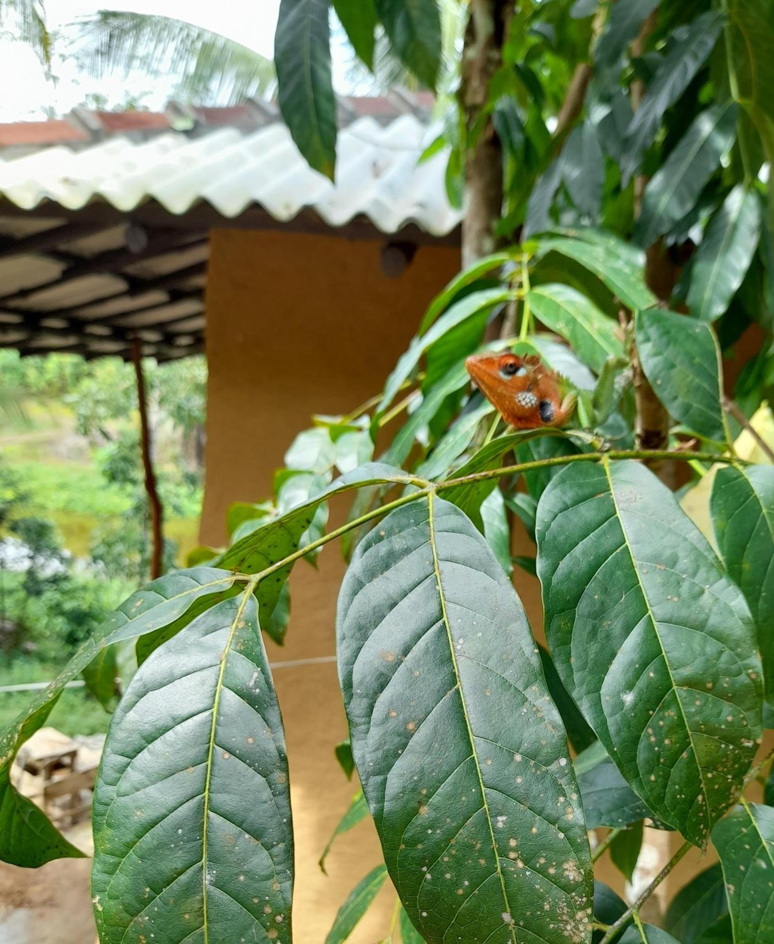 Morakanda Eco Villa view 5