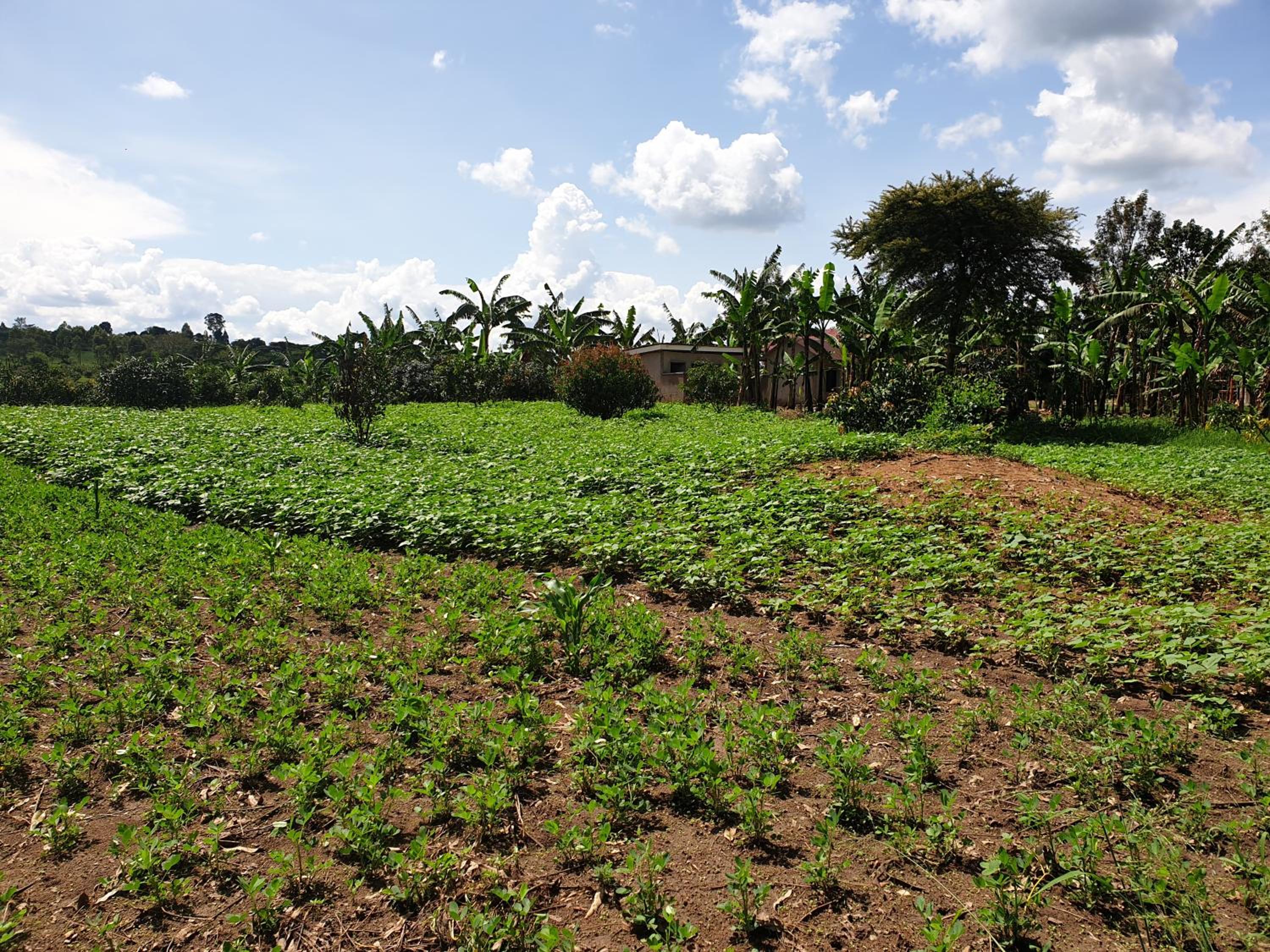 3-Bedroom Mbarara Apartment with Optional Farm Tour