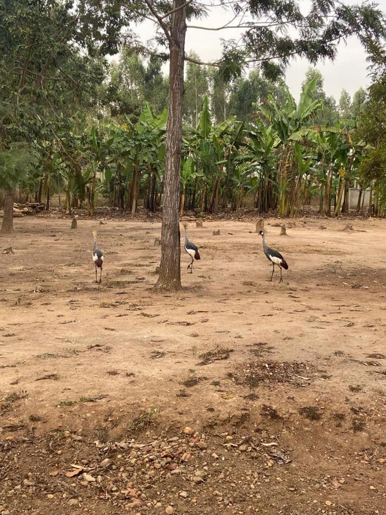 3-Bedroom Mbarara Apartment with Optional Farm Tour