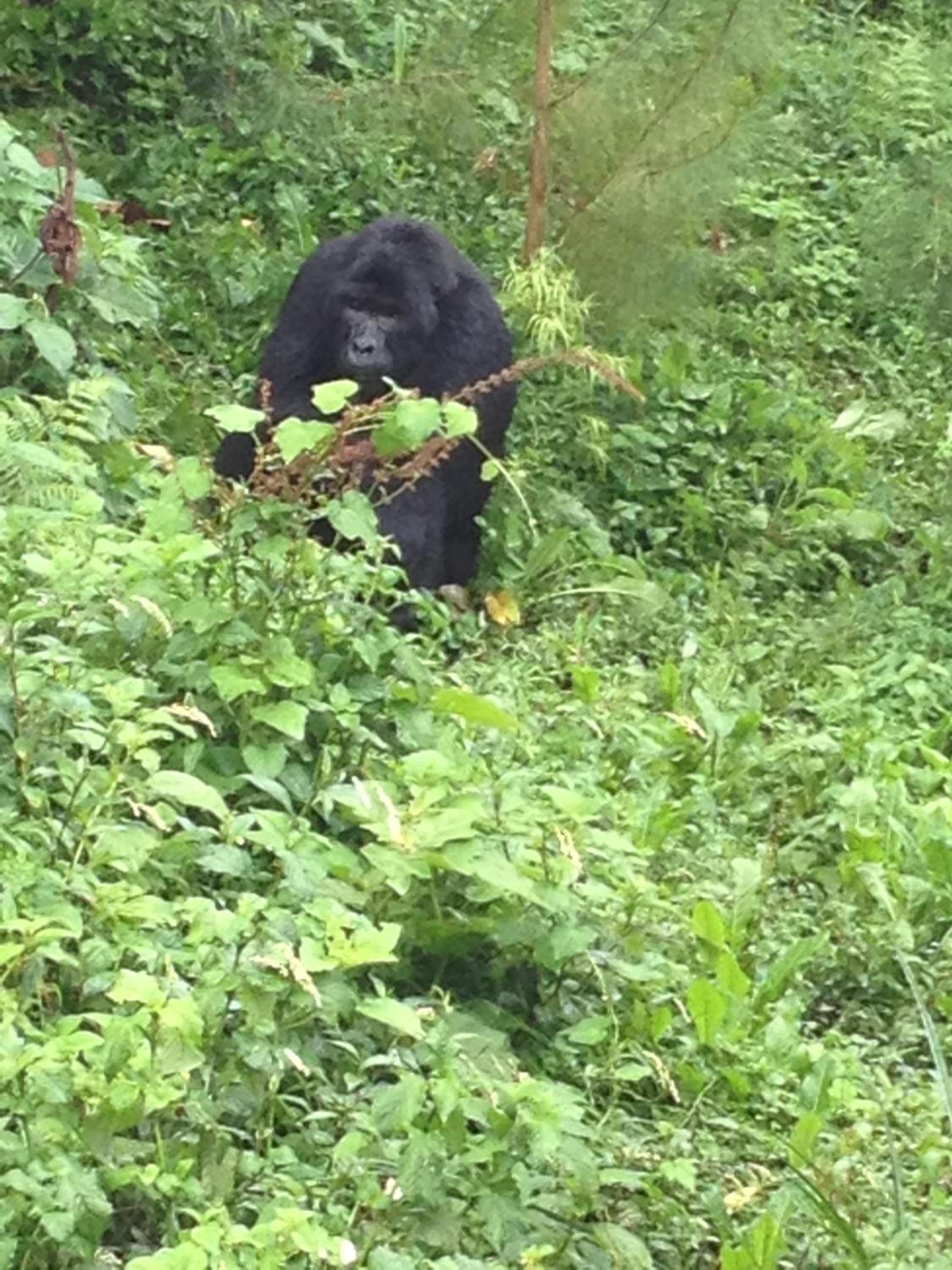 Rushaga Gorilla Lodge