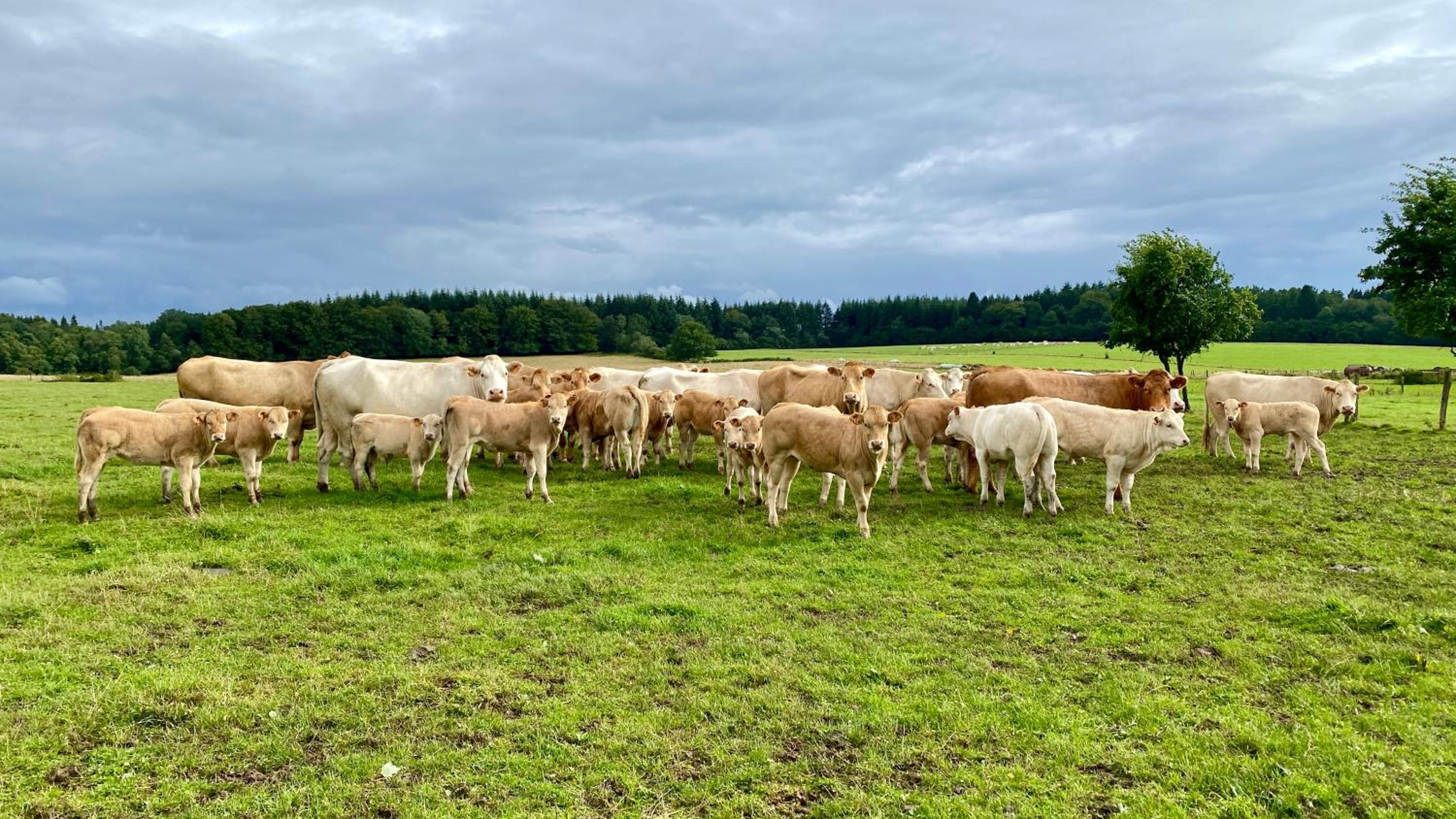 Quiétude à la ferme