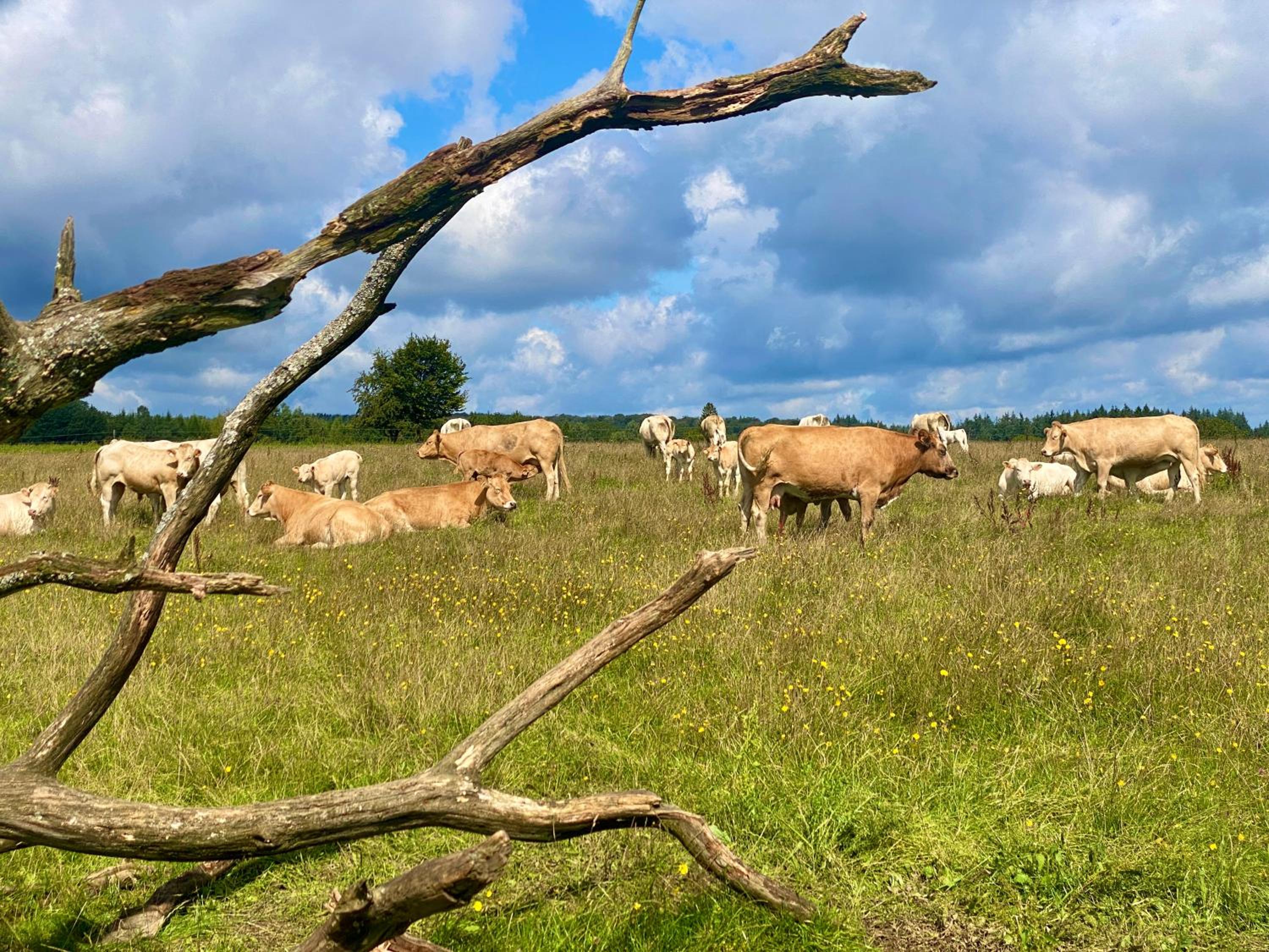 Quiétude à la ferme