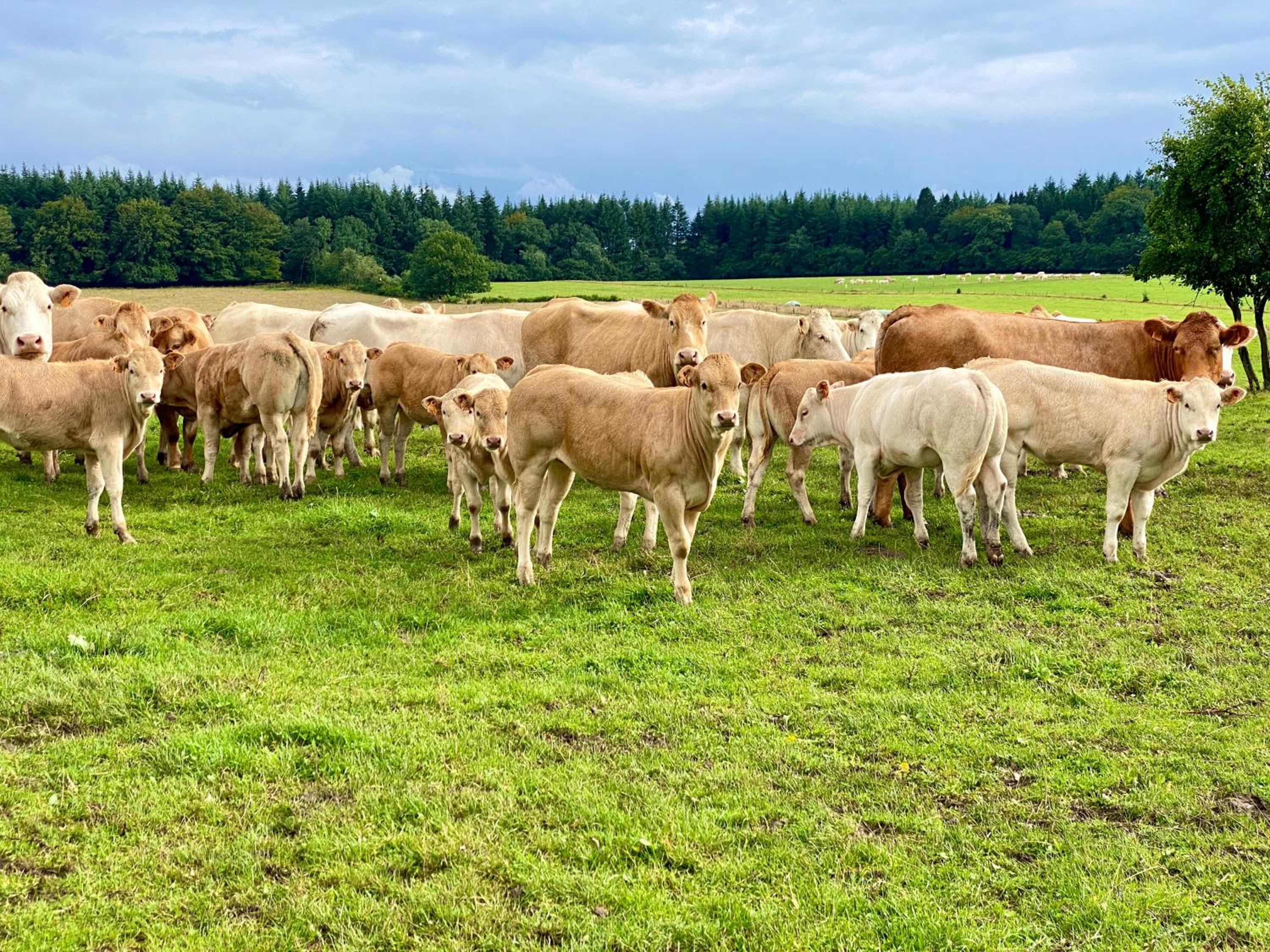 Quiétude à la ferme