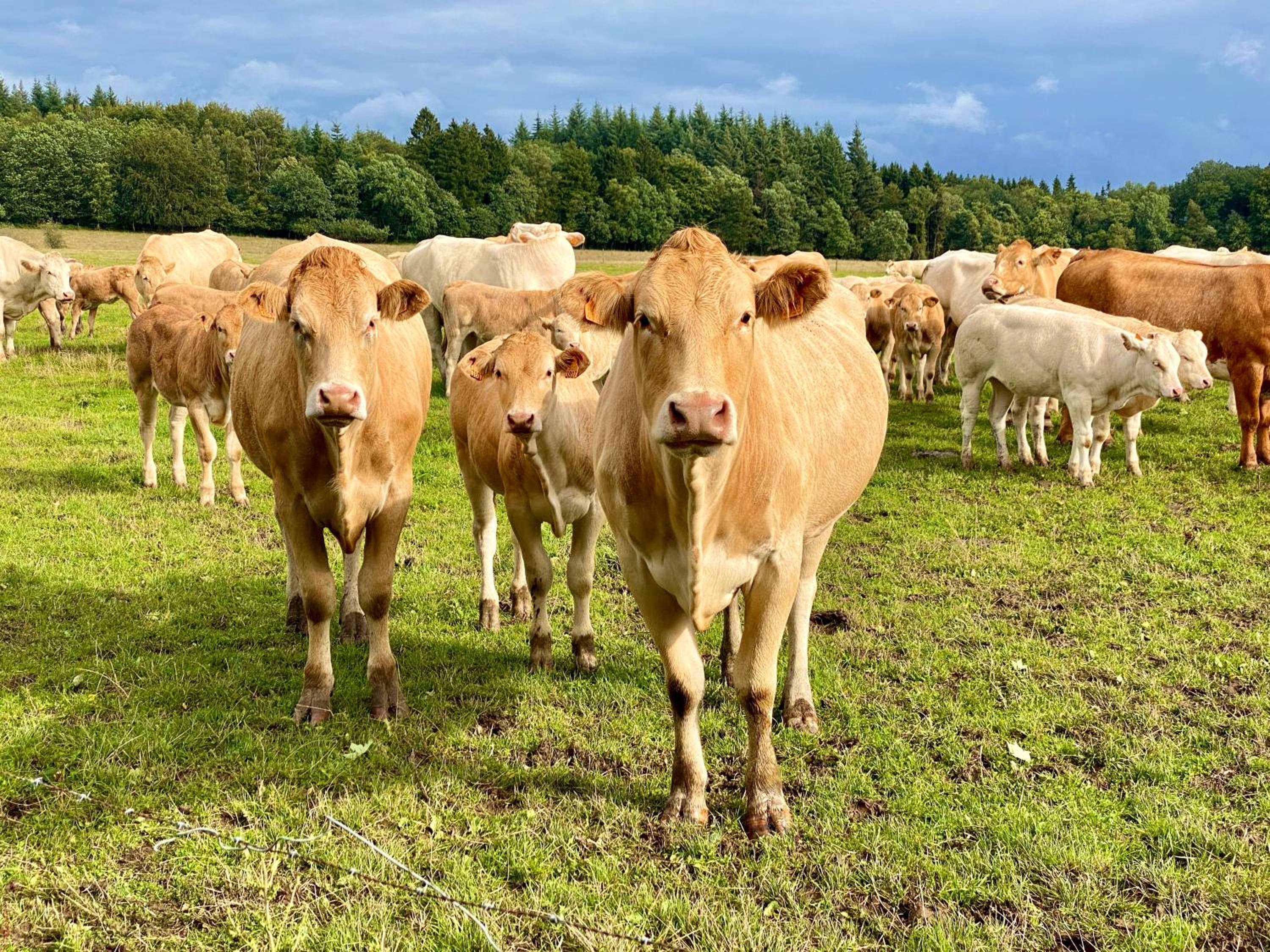 Quiétude à la ferme
