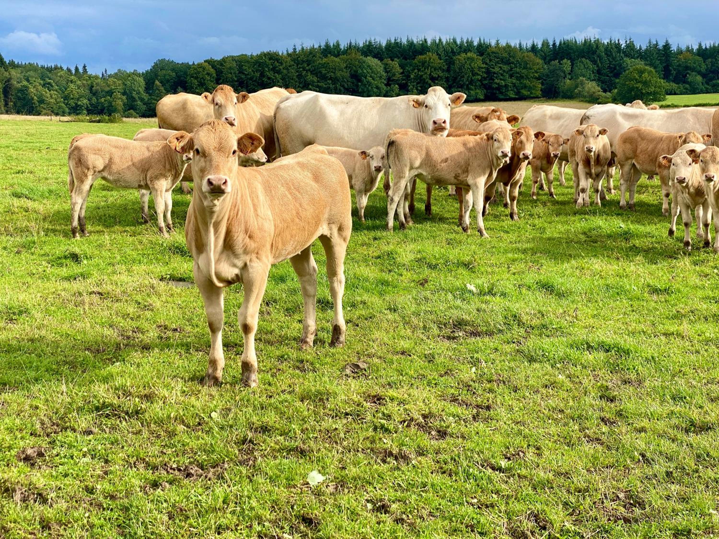 Quiétude à la ferme