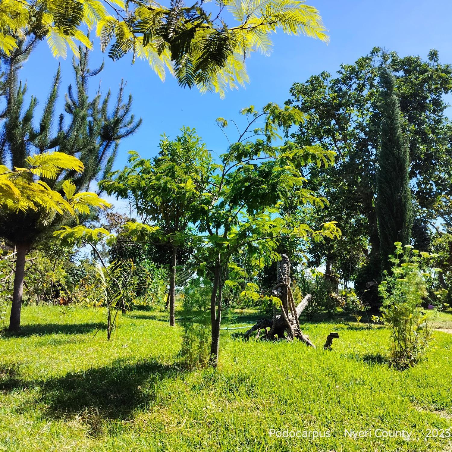 Podocarpus cottages