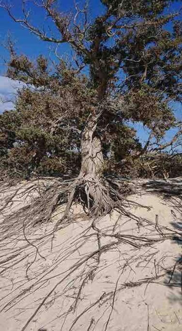 Ierapetra mint apartment photo 3