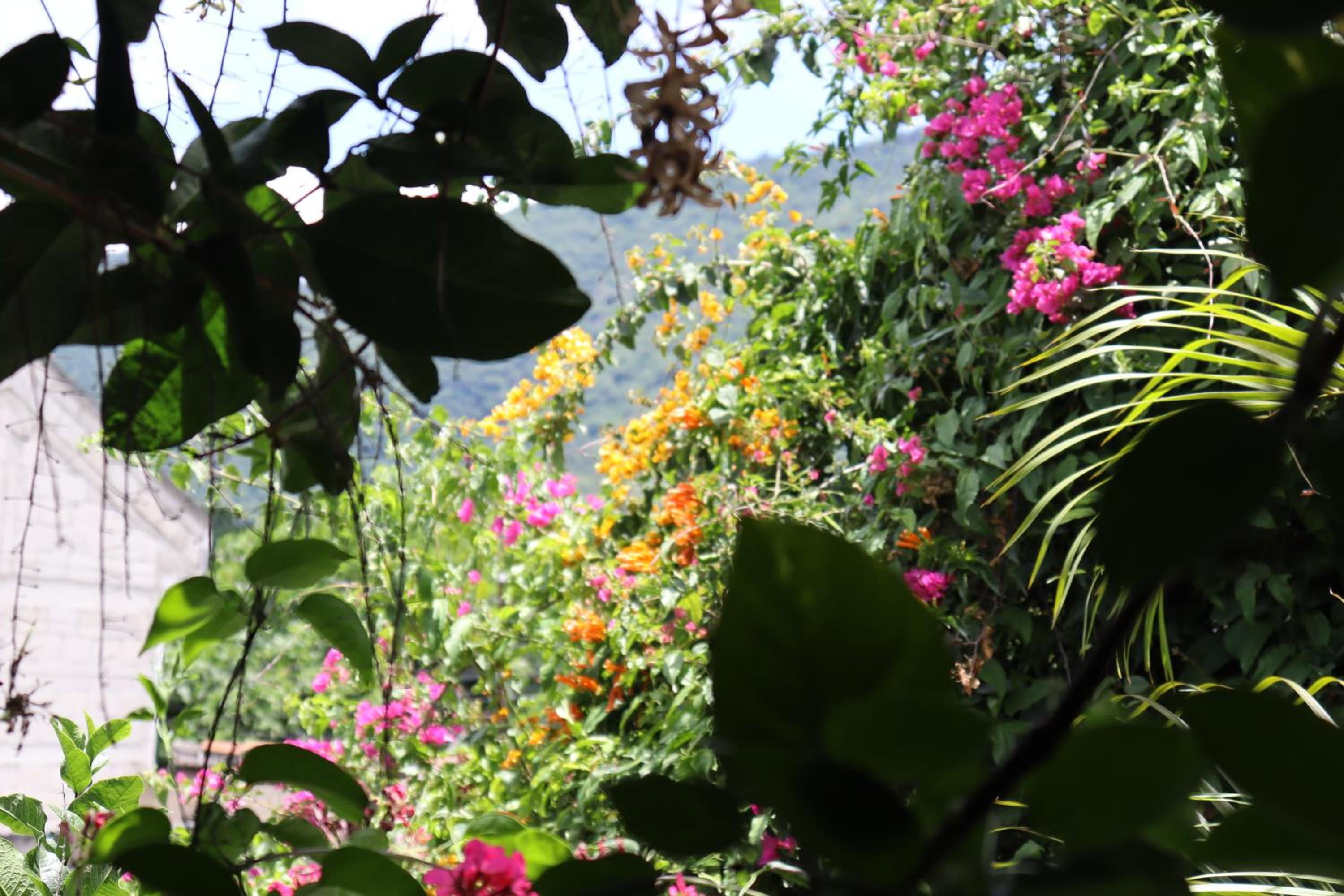 Casa Quetzalli, La Recolección view 5