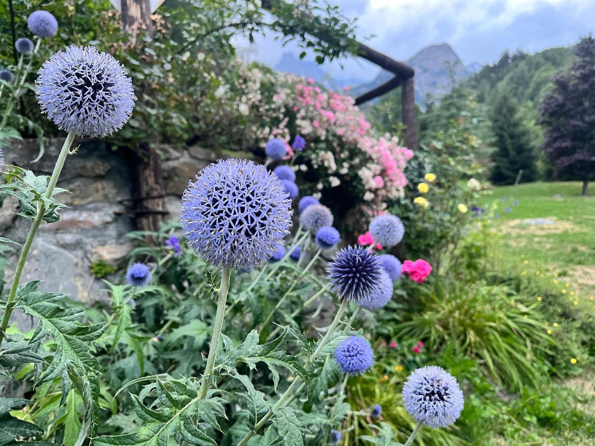 Champex Apartments
