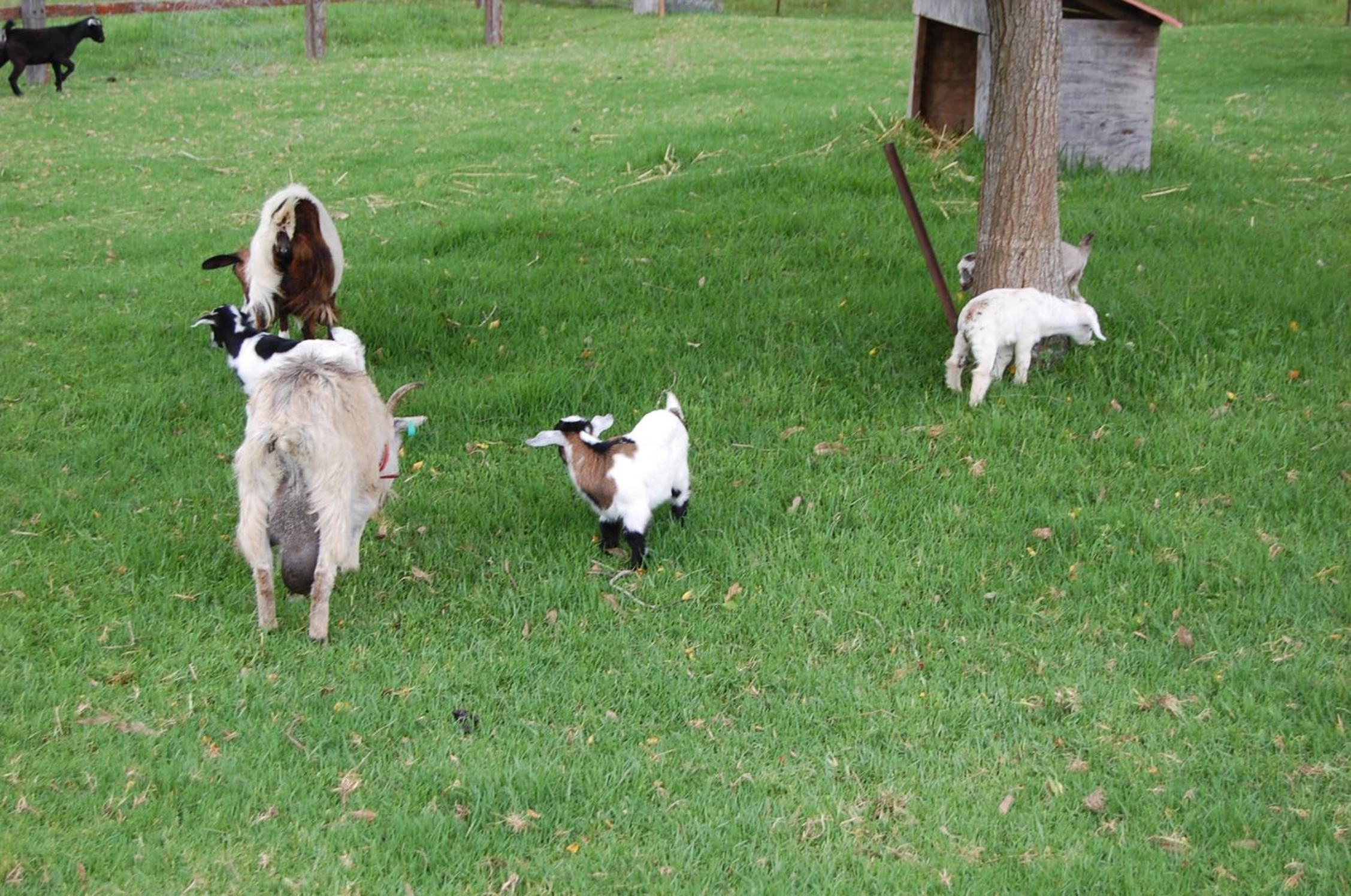The Big Bell Farm