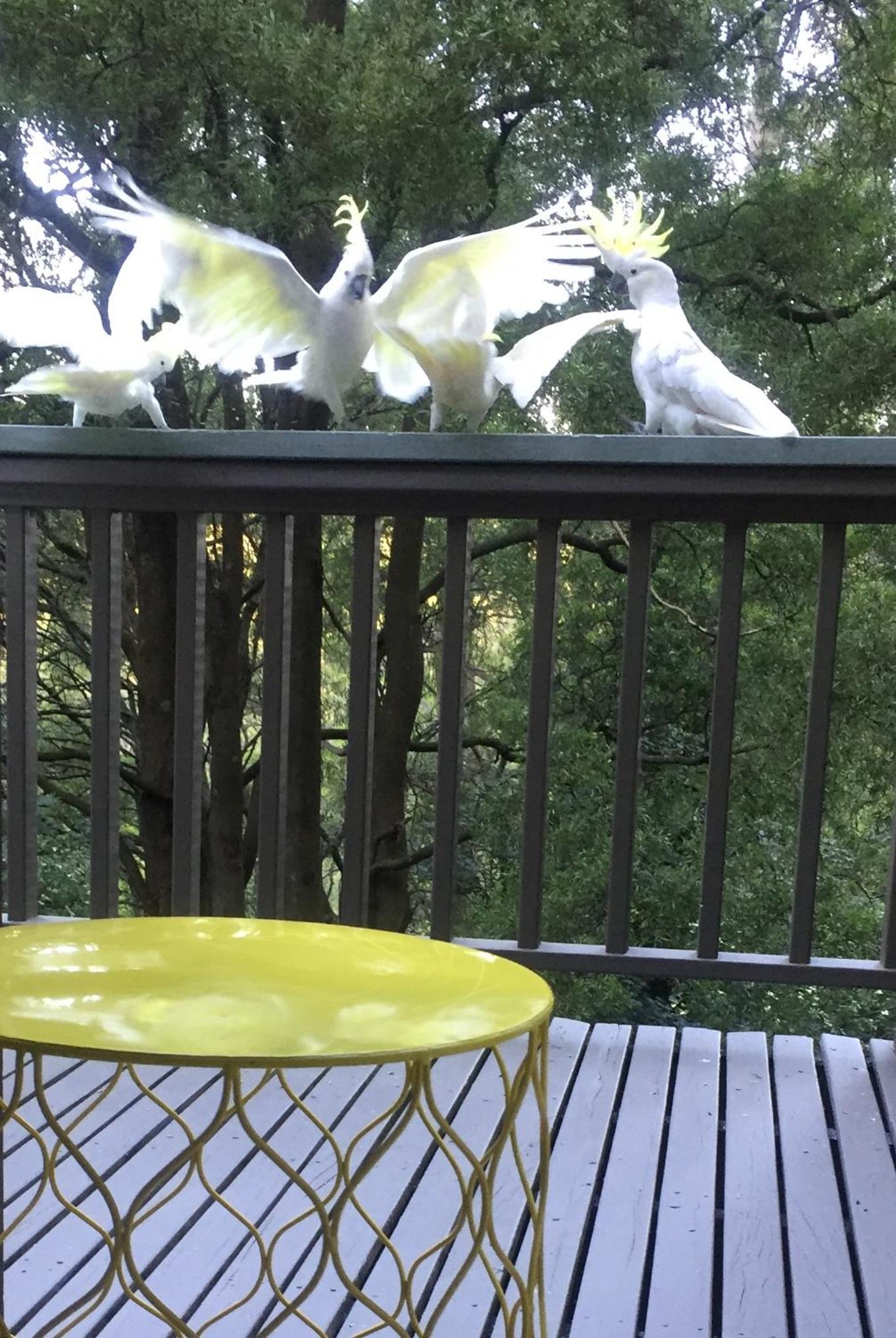 Sassafras Treehouse Private home in the Dandenong Ranges, Victoria