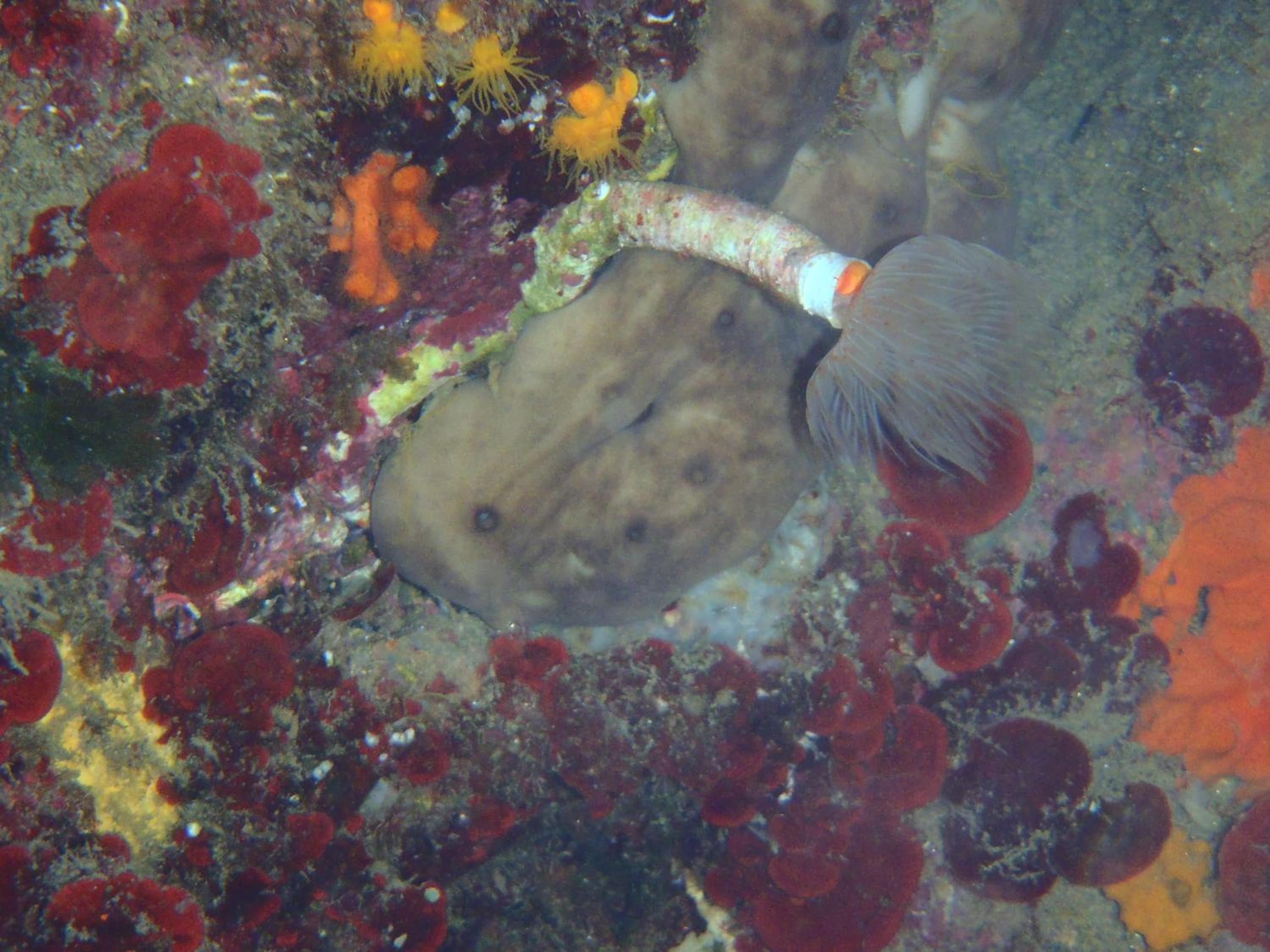 Photo 44