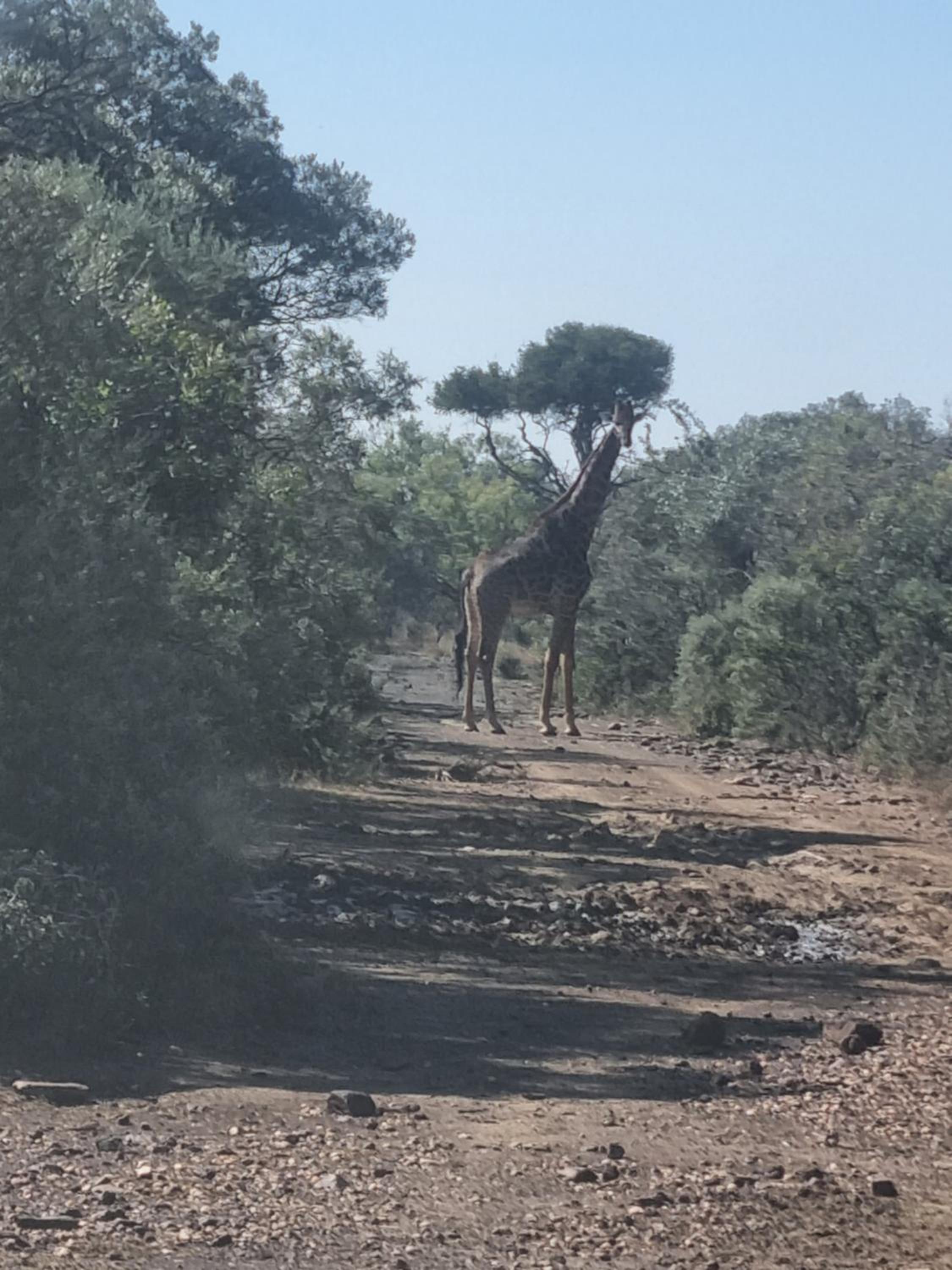 Kareekloof Game Farm