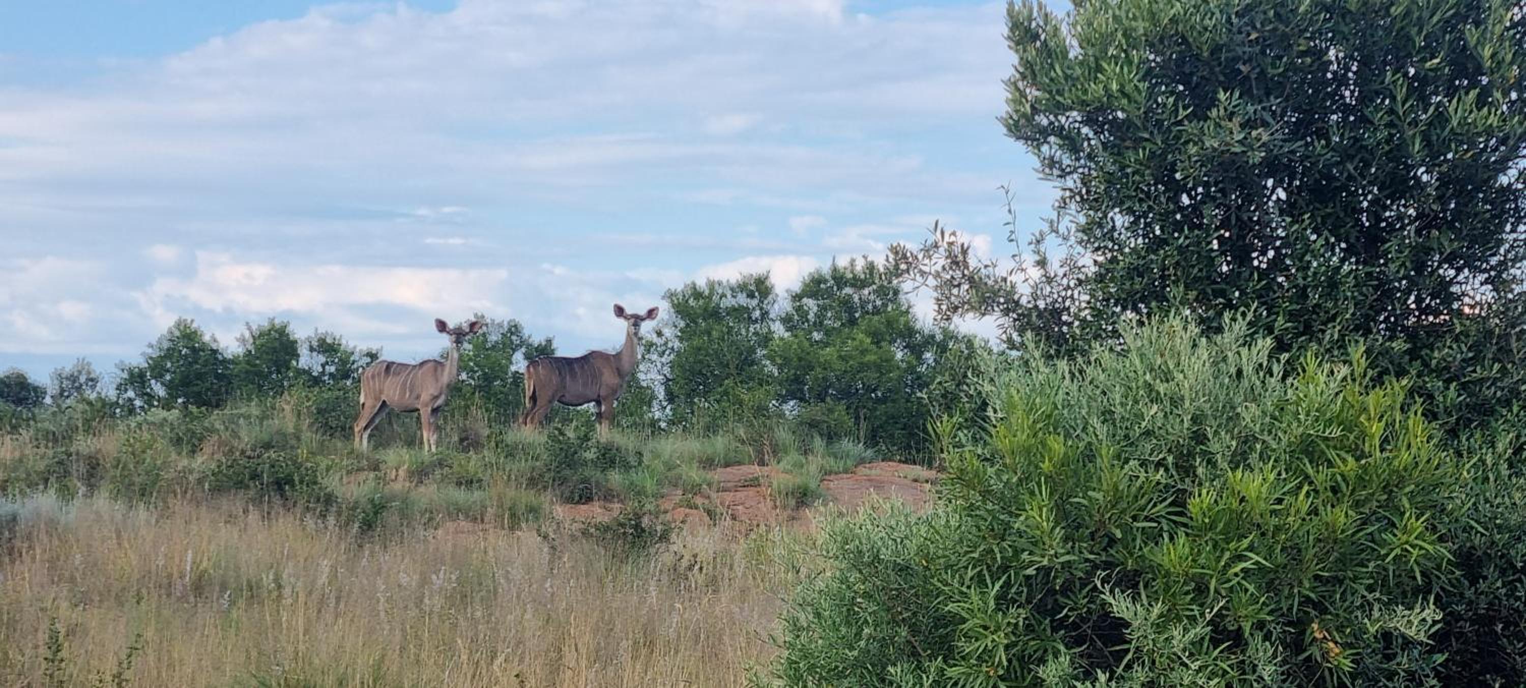 Kareekloof Game Farm