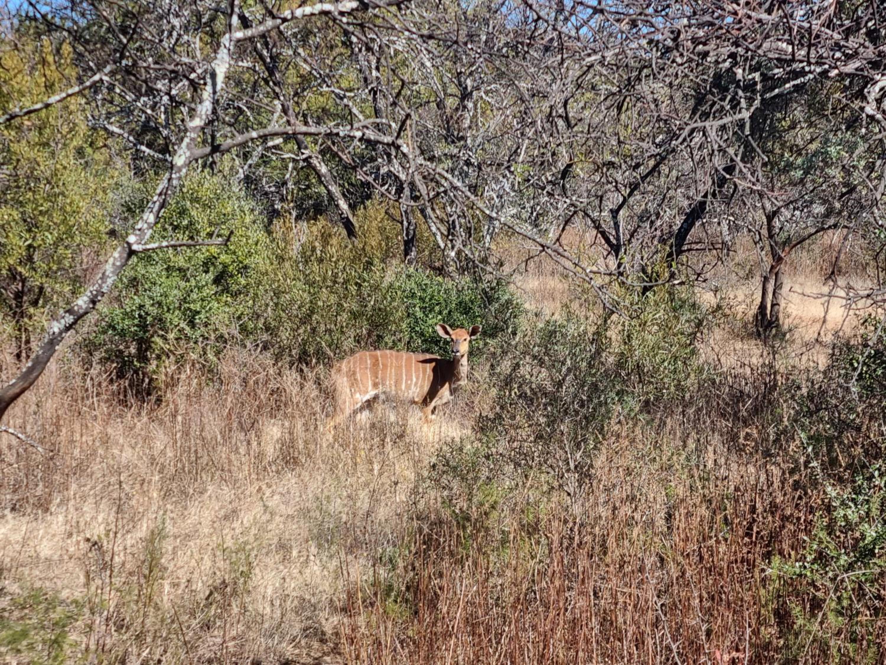 Kareekloof Game Farm