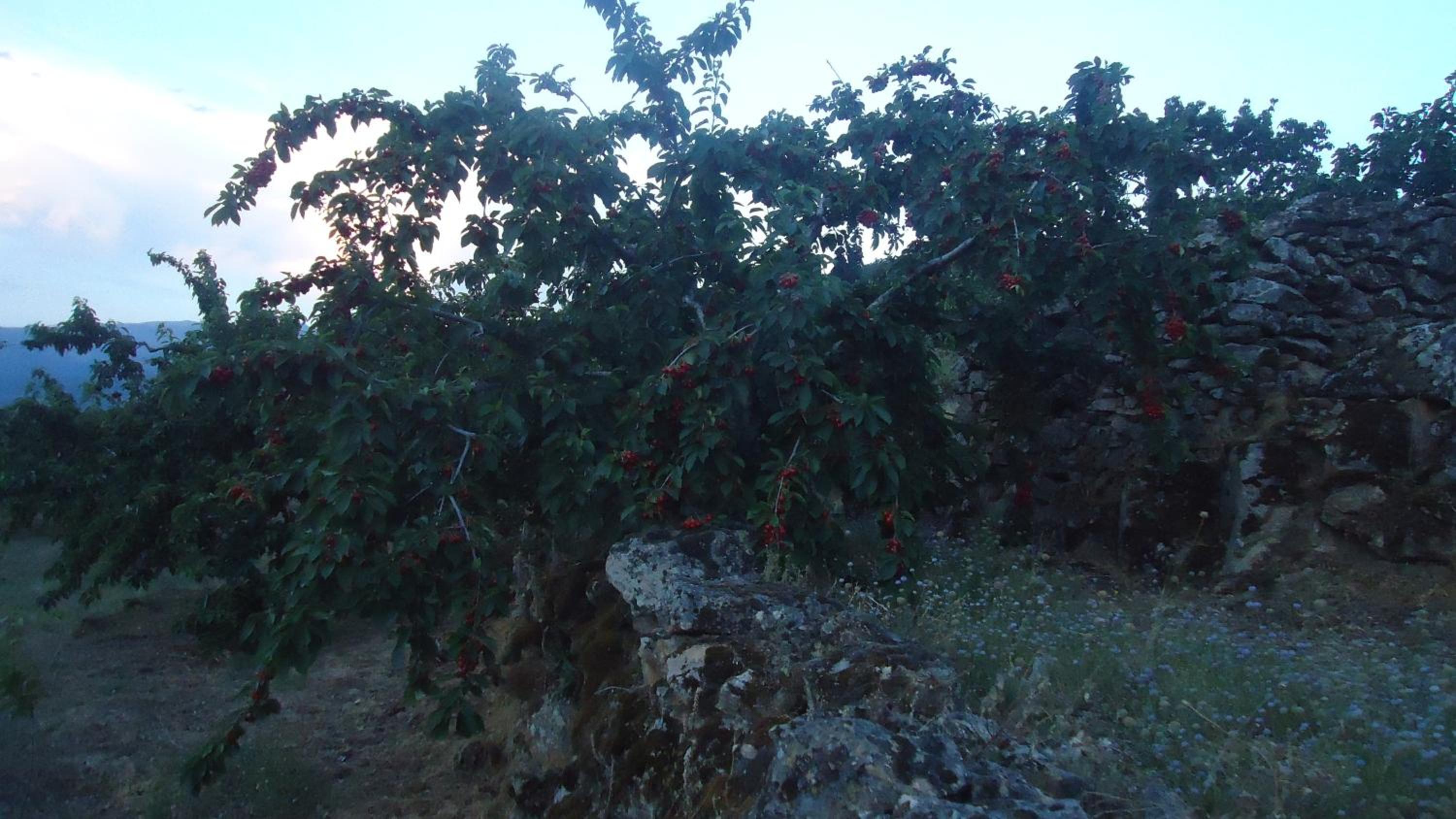 Photo 74