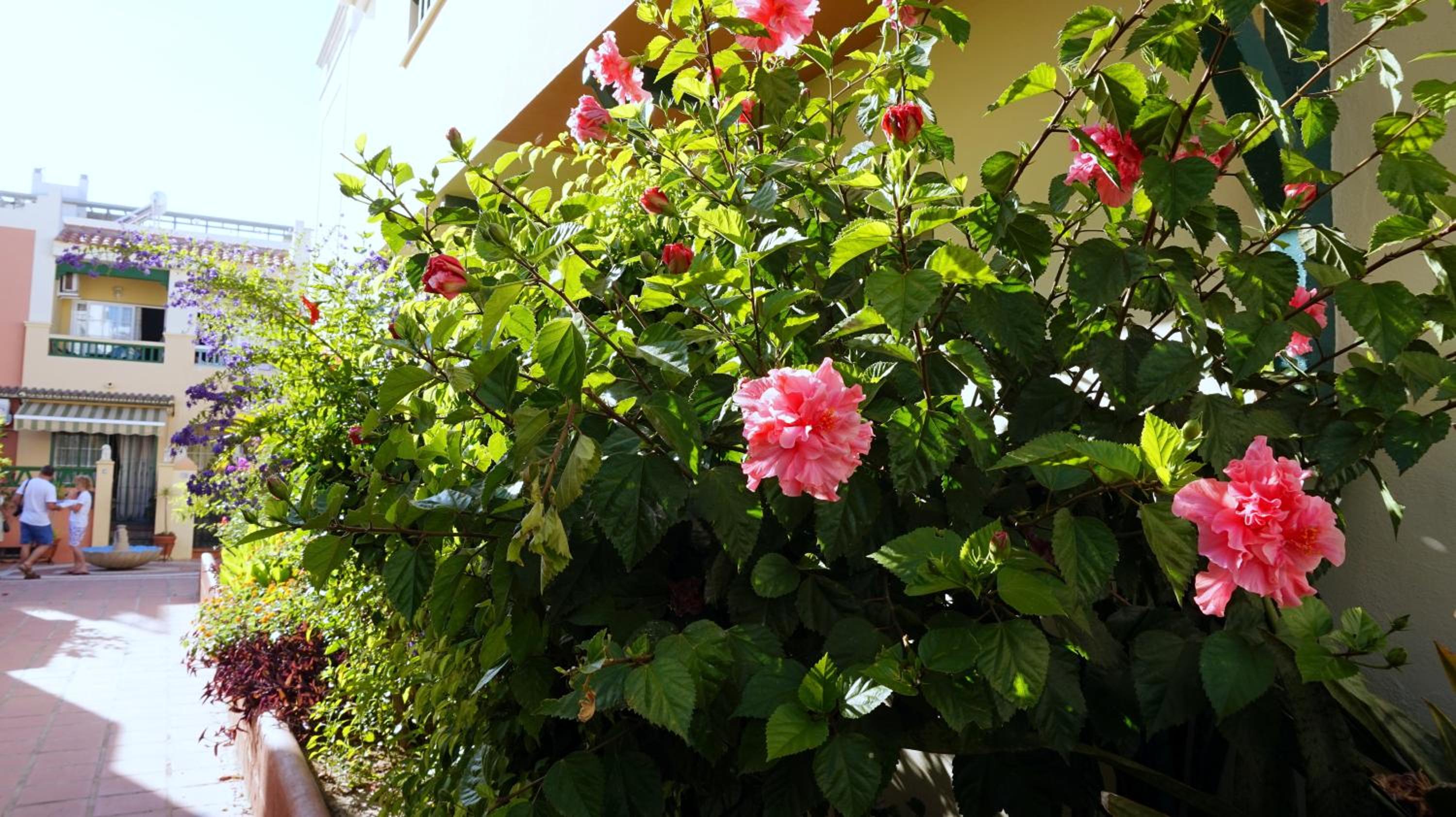 Apartamentos StarNerja II