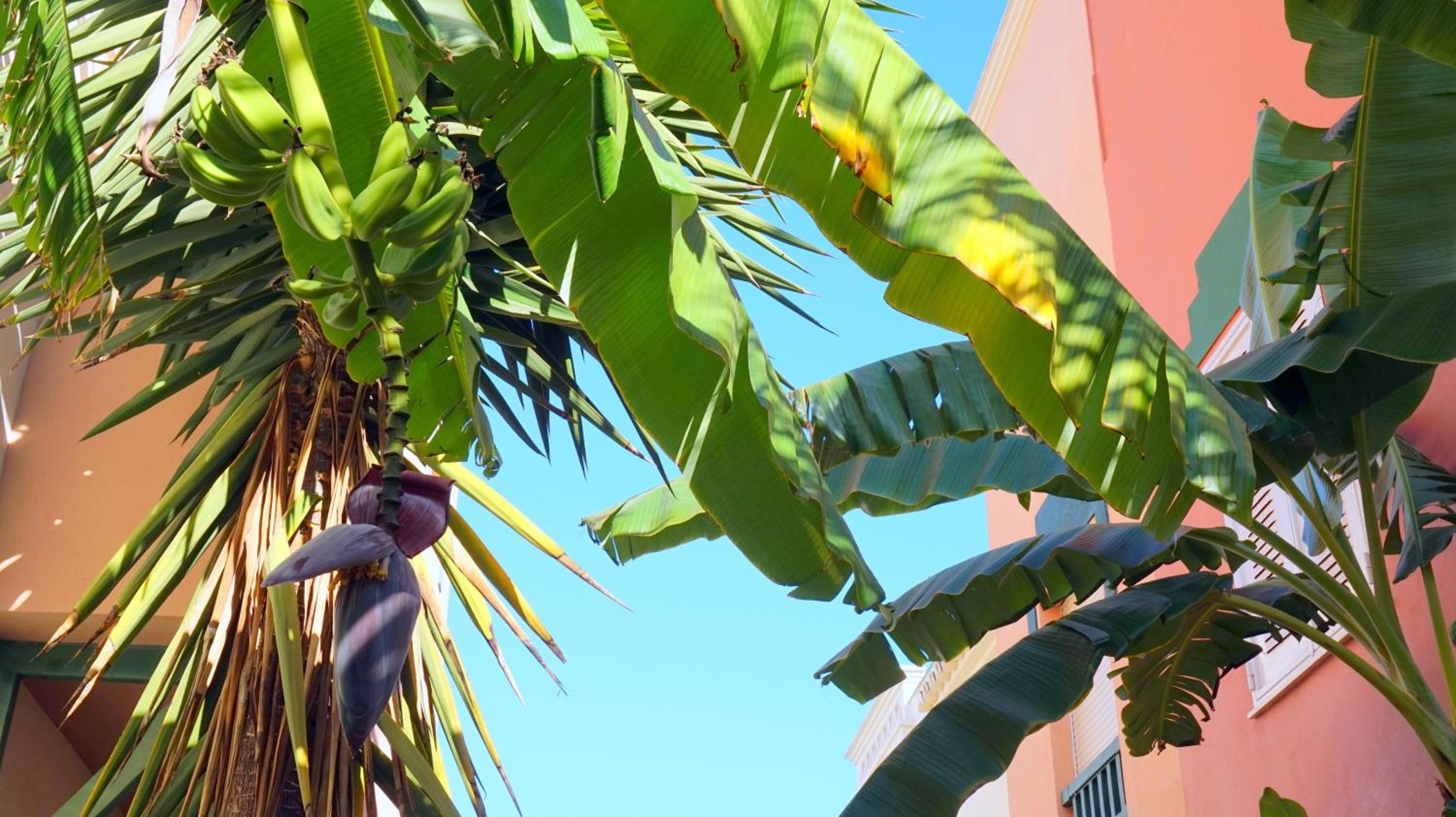 Apartamentos StarNerja II