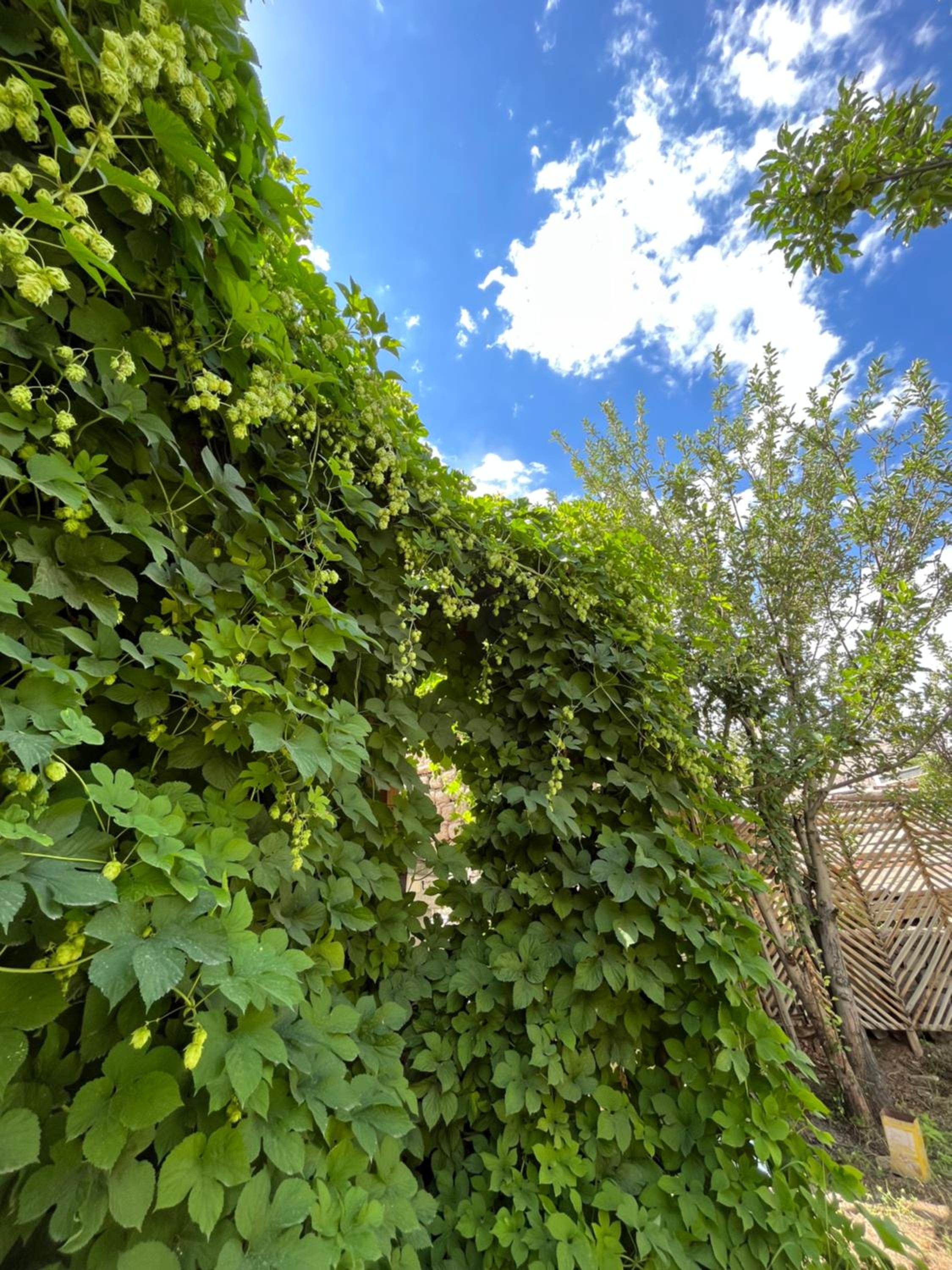 Chakzot garden house
