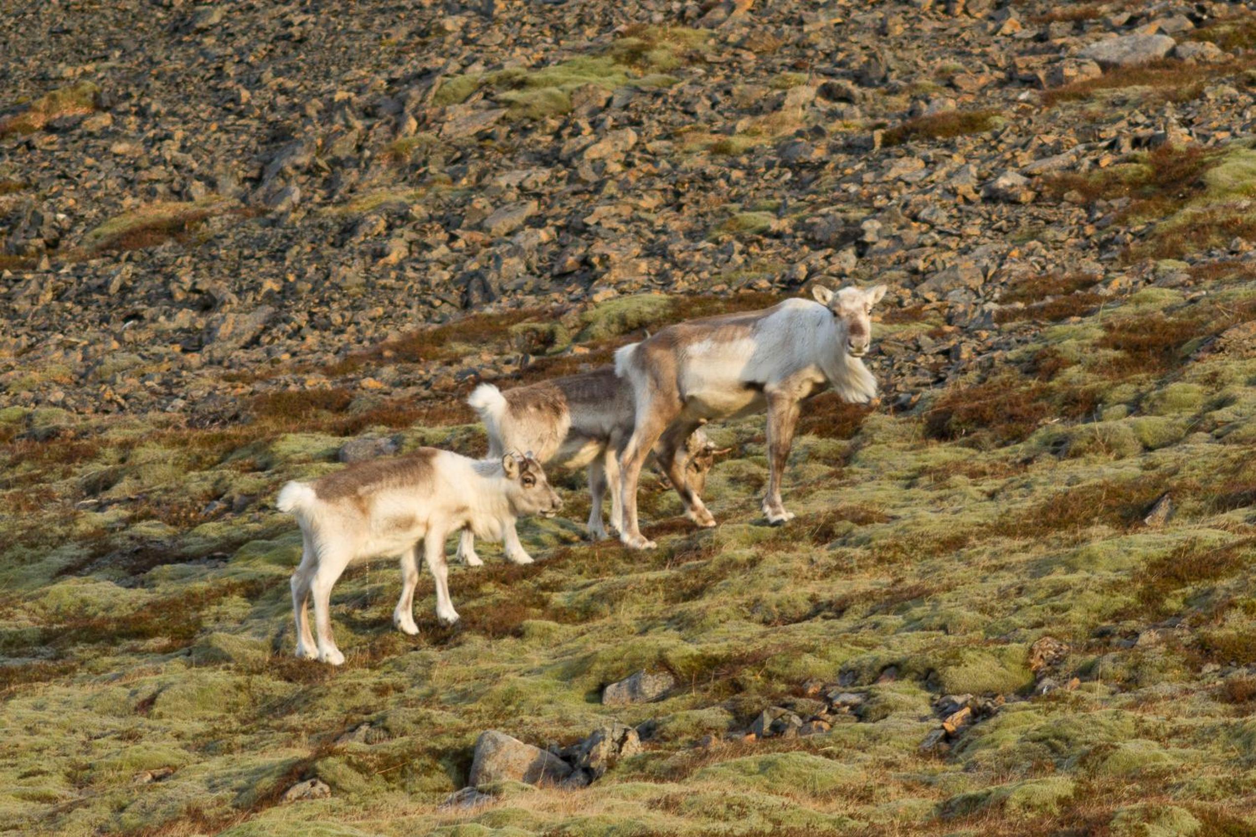 Photo 45
