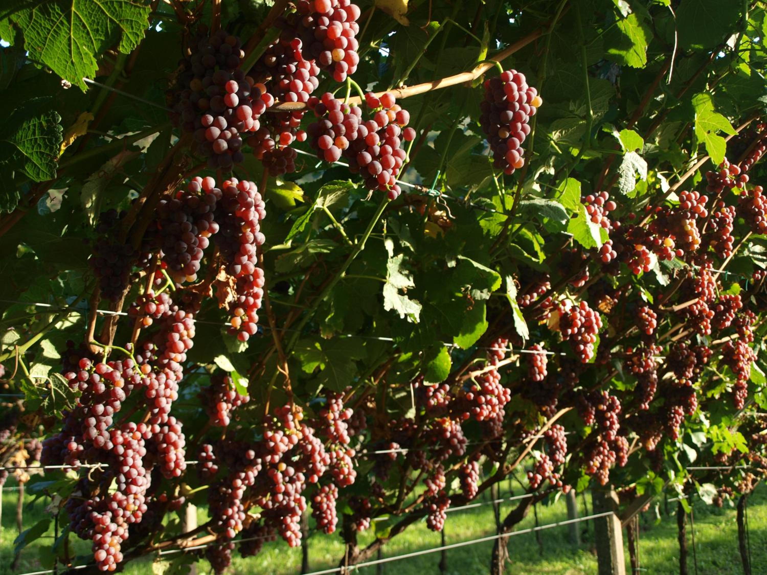 Agriturismo Al Maniero