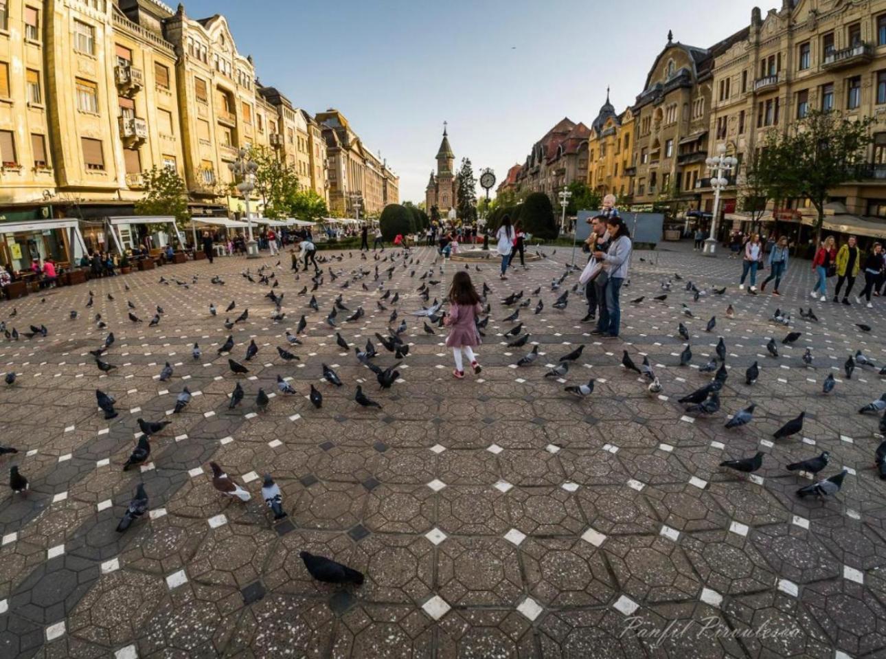 Premium Timisoara