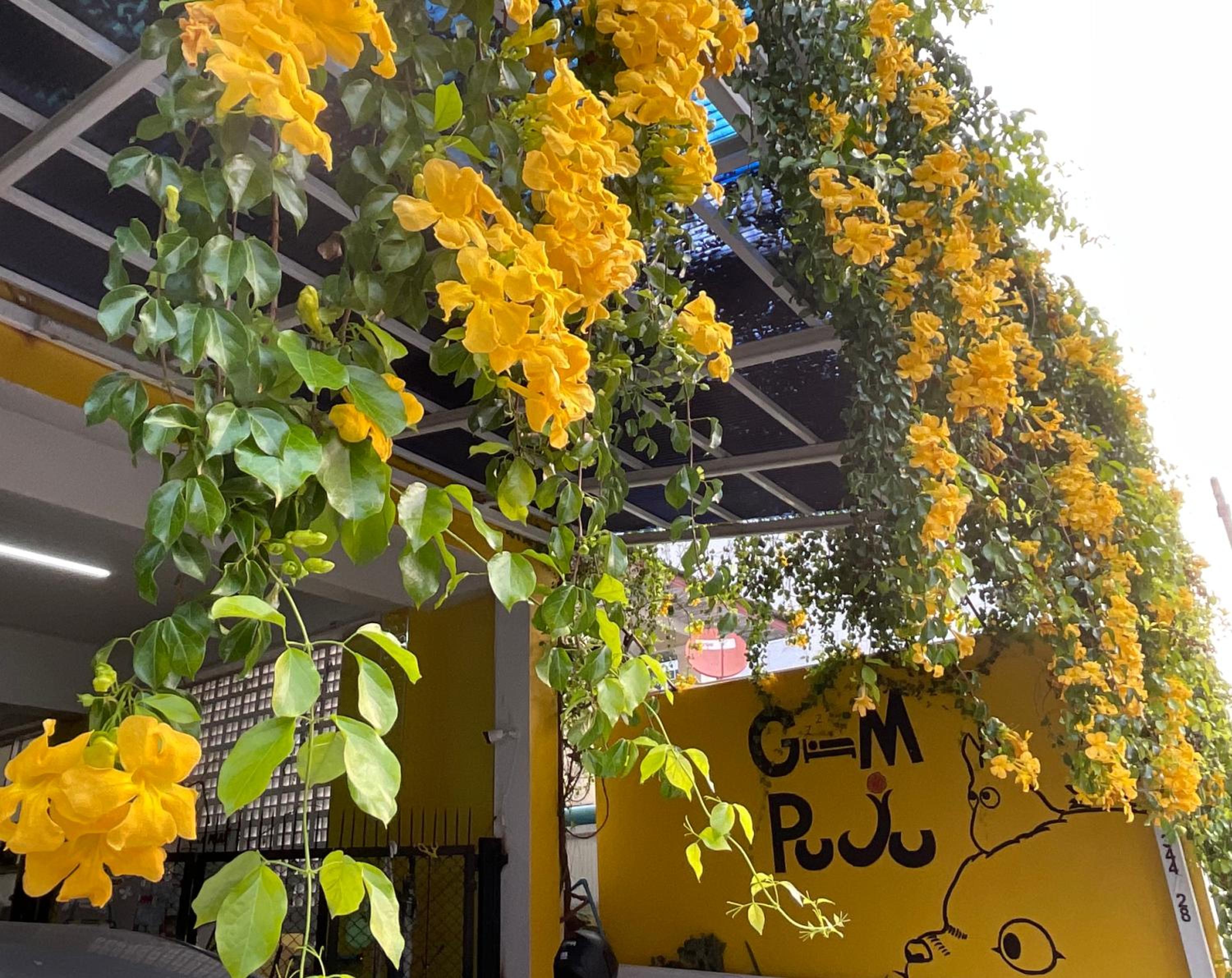 Gumpuju คำปู้จู้ view 3