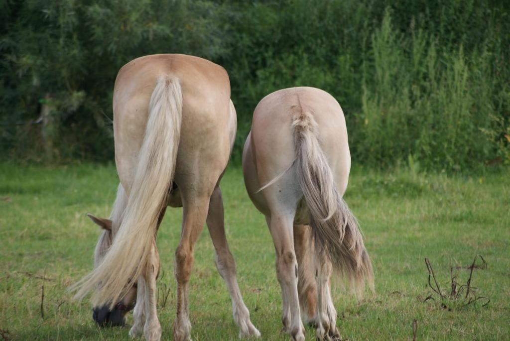 Photo 56