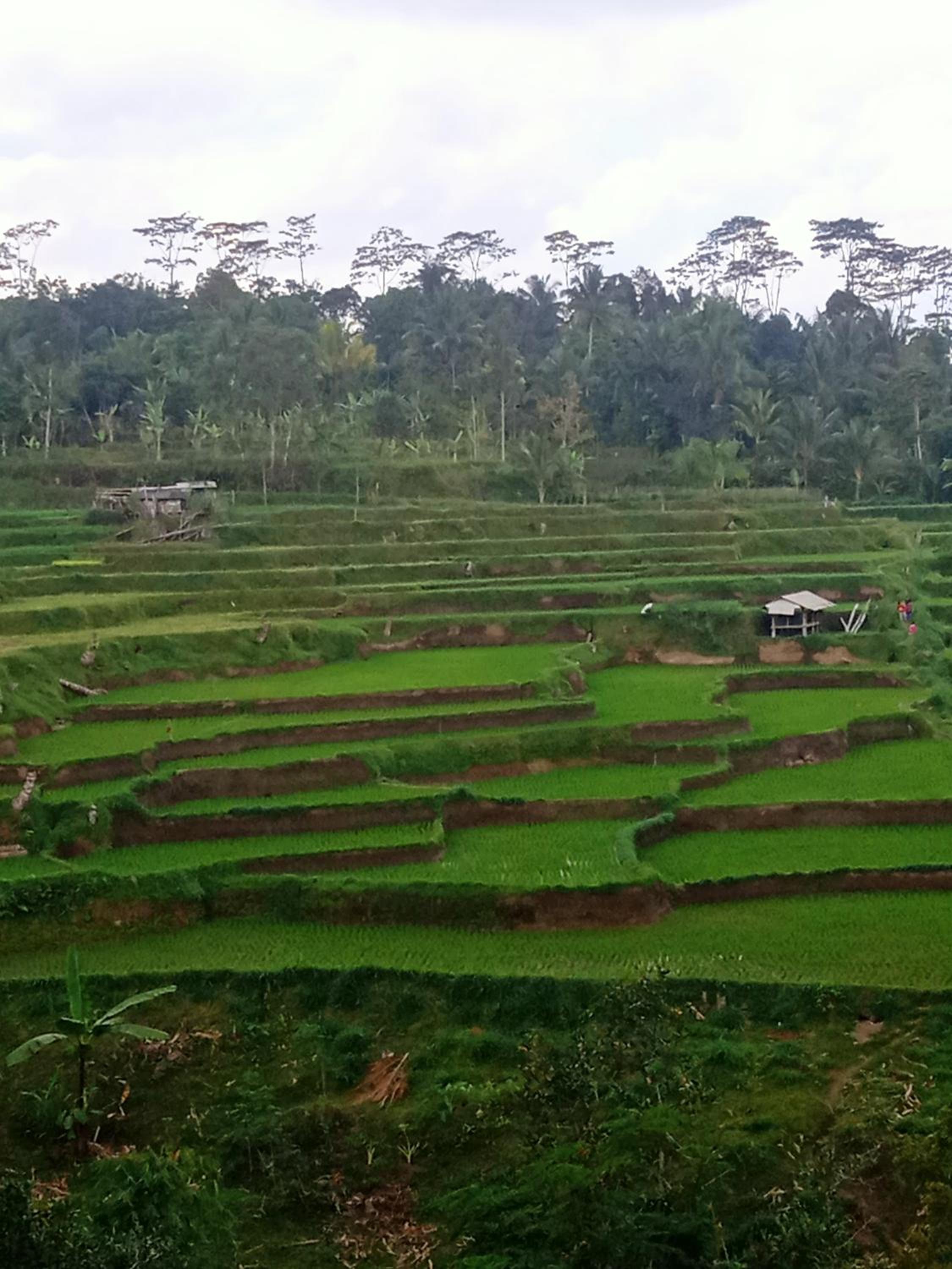 Tetebatu Sunrise Homestay view 5