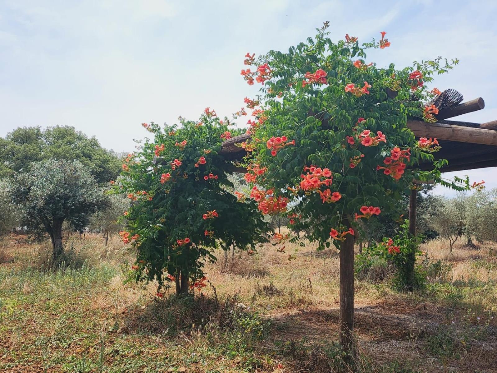 Montinho do Palanque