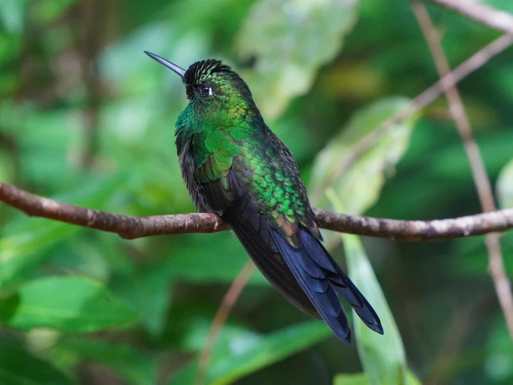 Campo Azul #2 - Monteverde