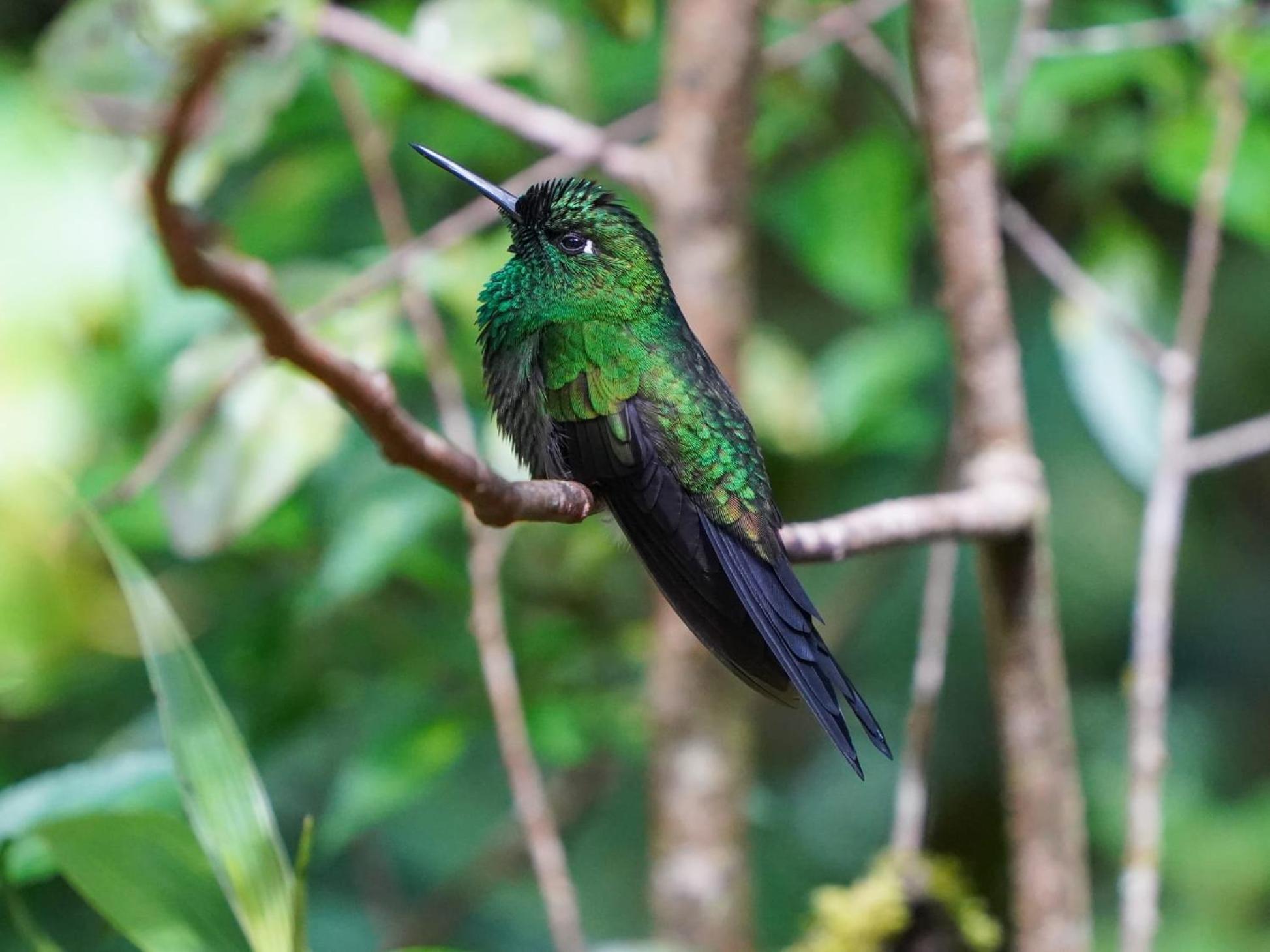 Campo Azul #2 - Monteverde