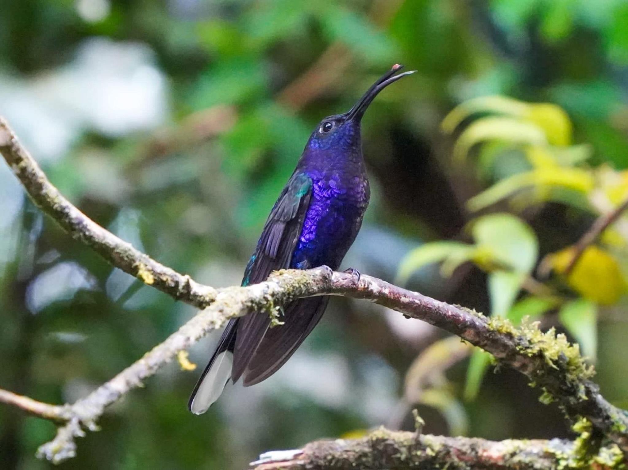 Campo Azul #2 - Monteverde