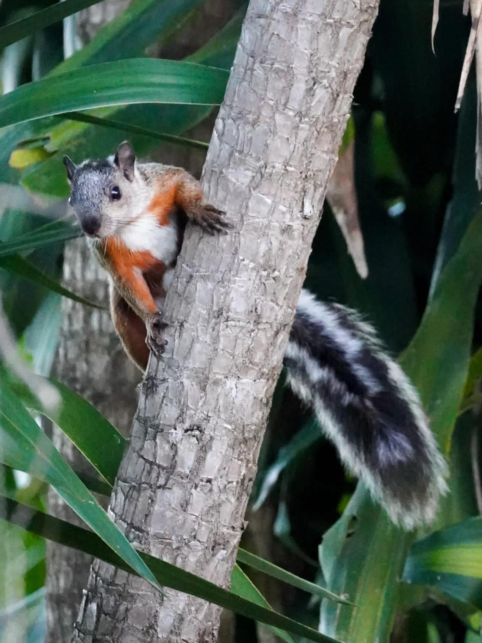 Campo Azul #2 - Monteverde