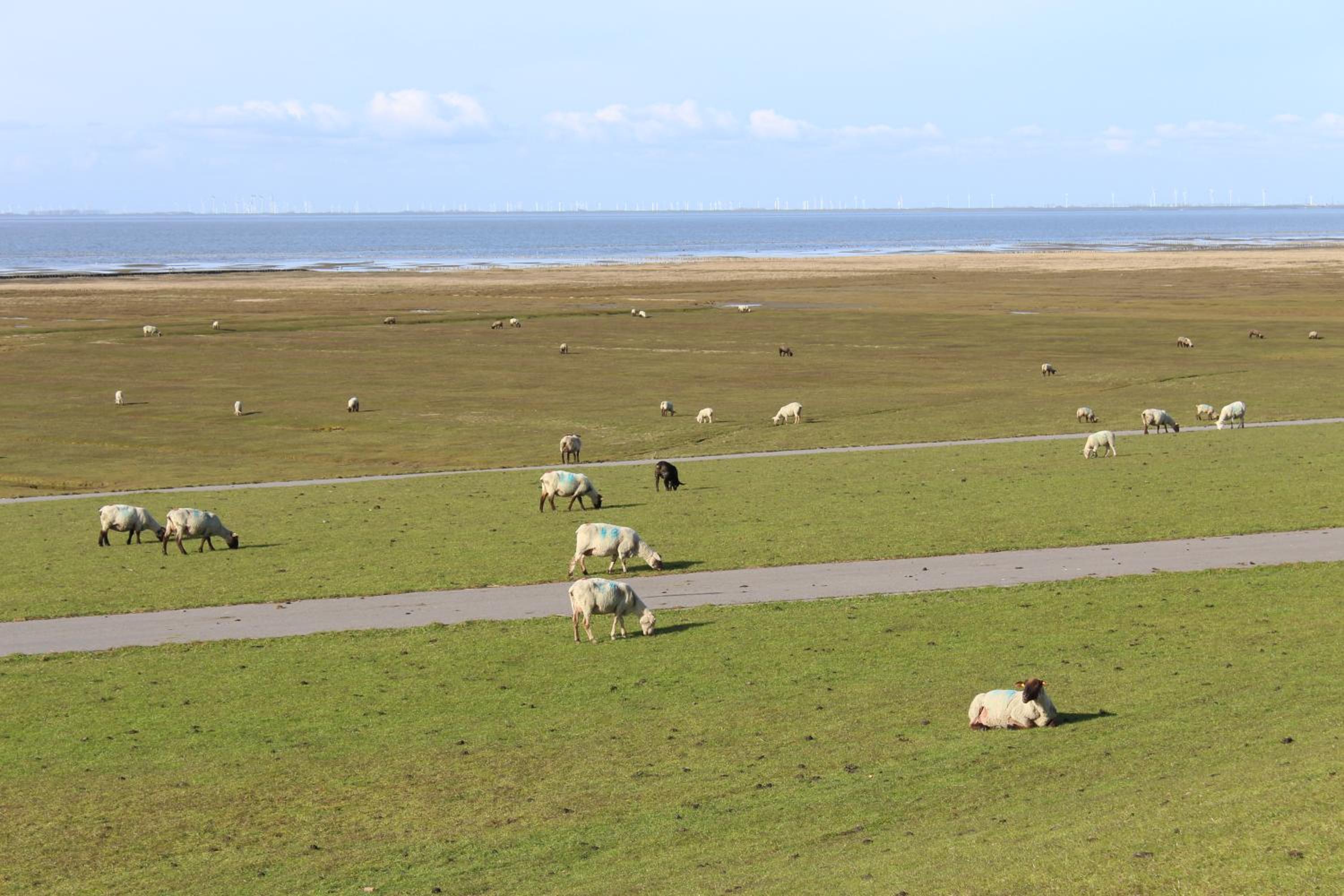 Nordsee-Paradies