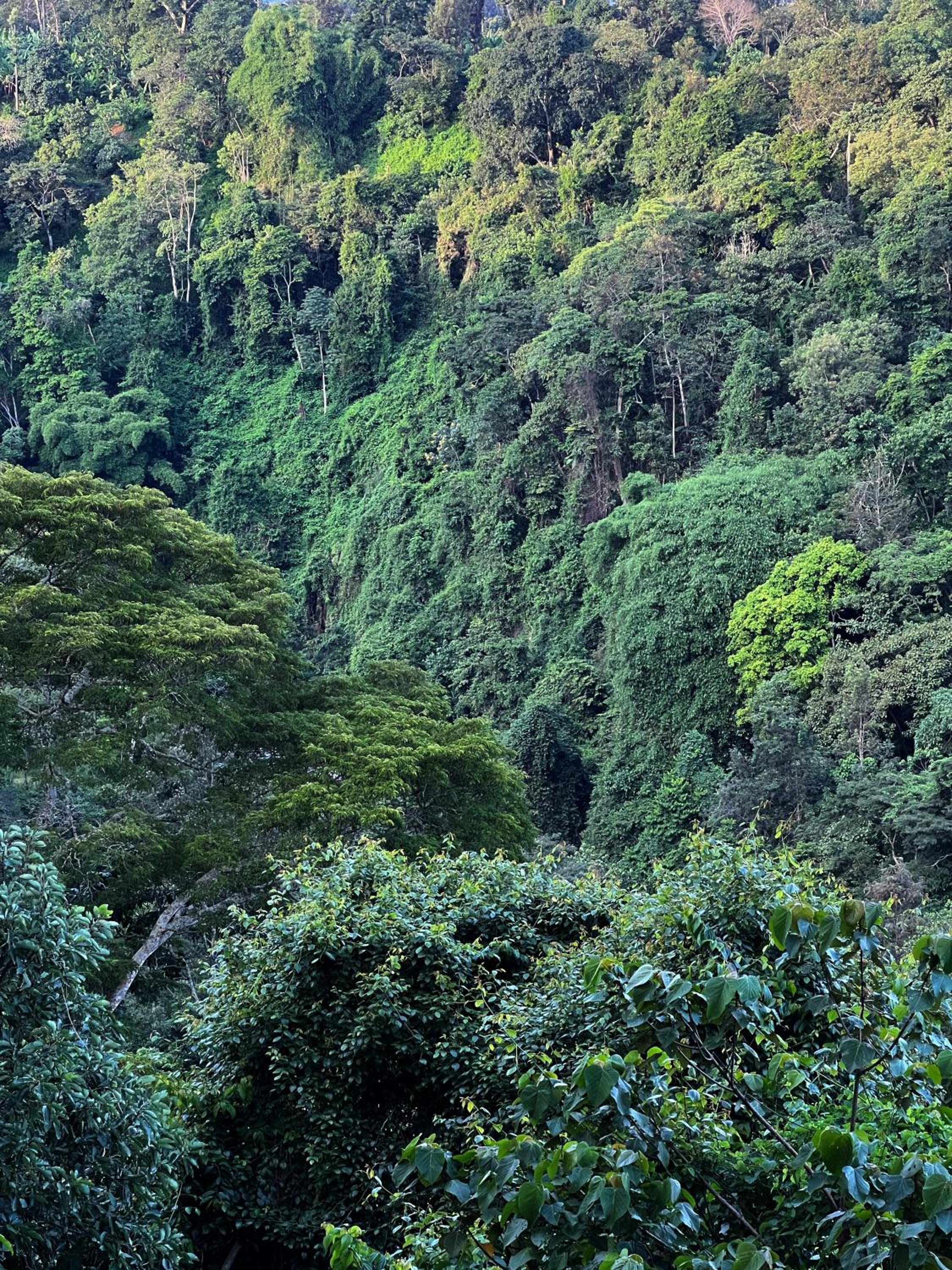 Kaliwa Lodge