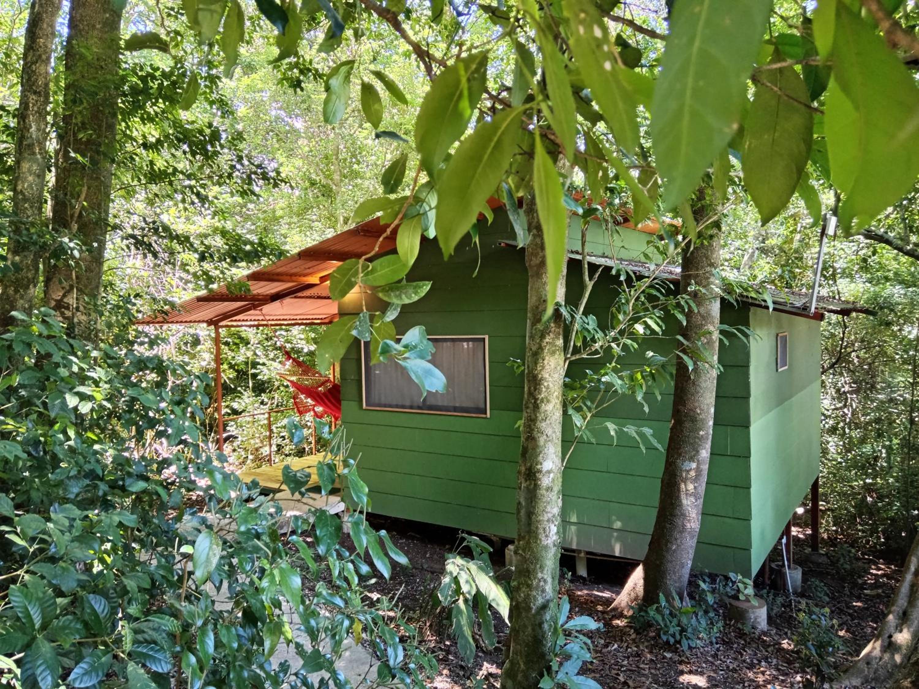 Jungle Living Tree Houses