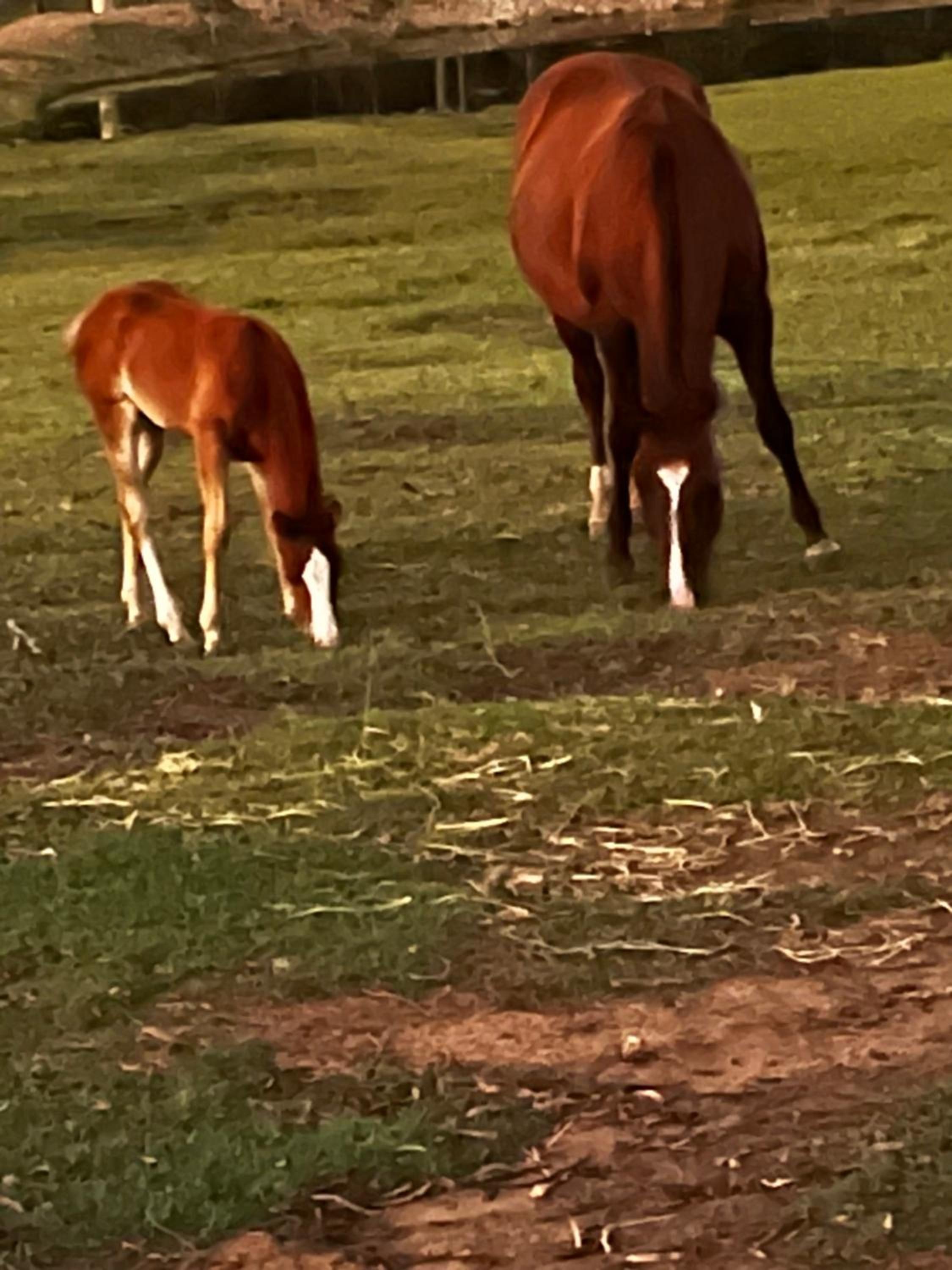 Sunrise Quarter Horse Stud