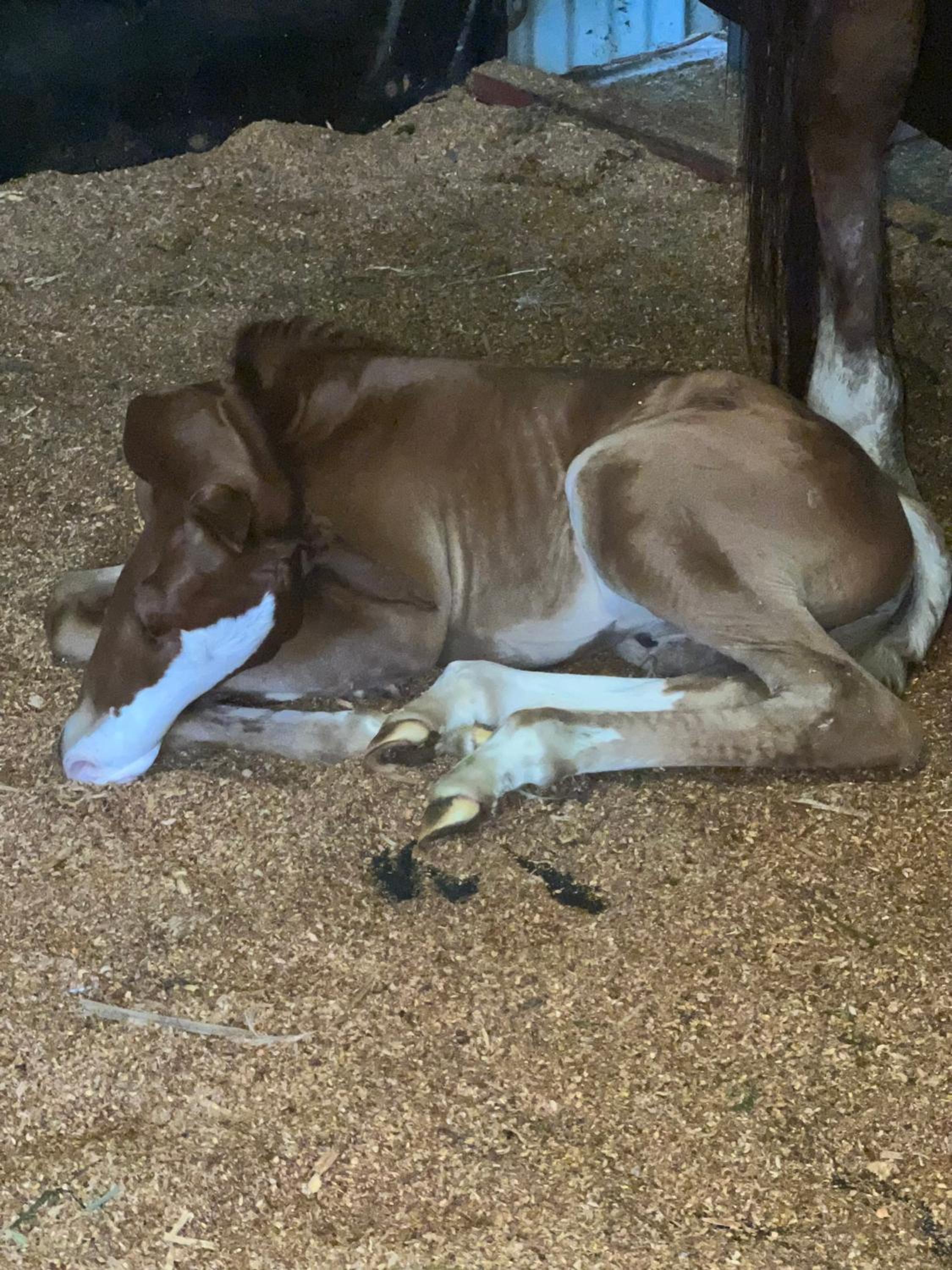 Sunrise Quarter Horse Stud