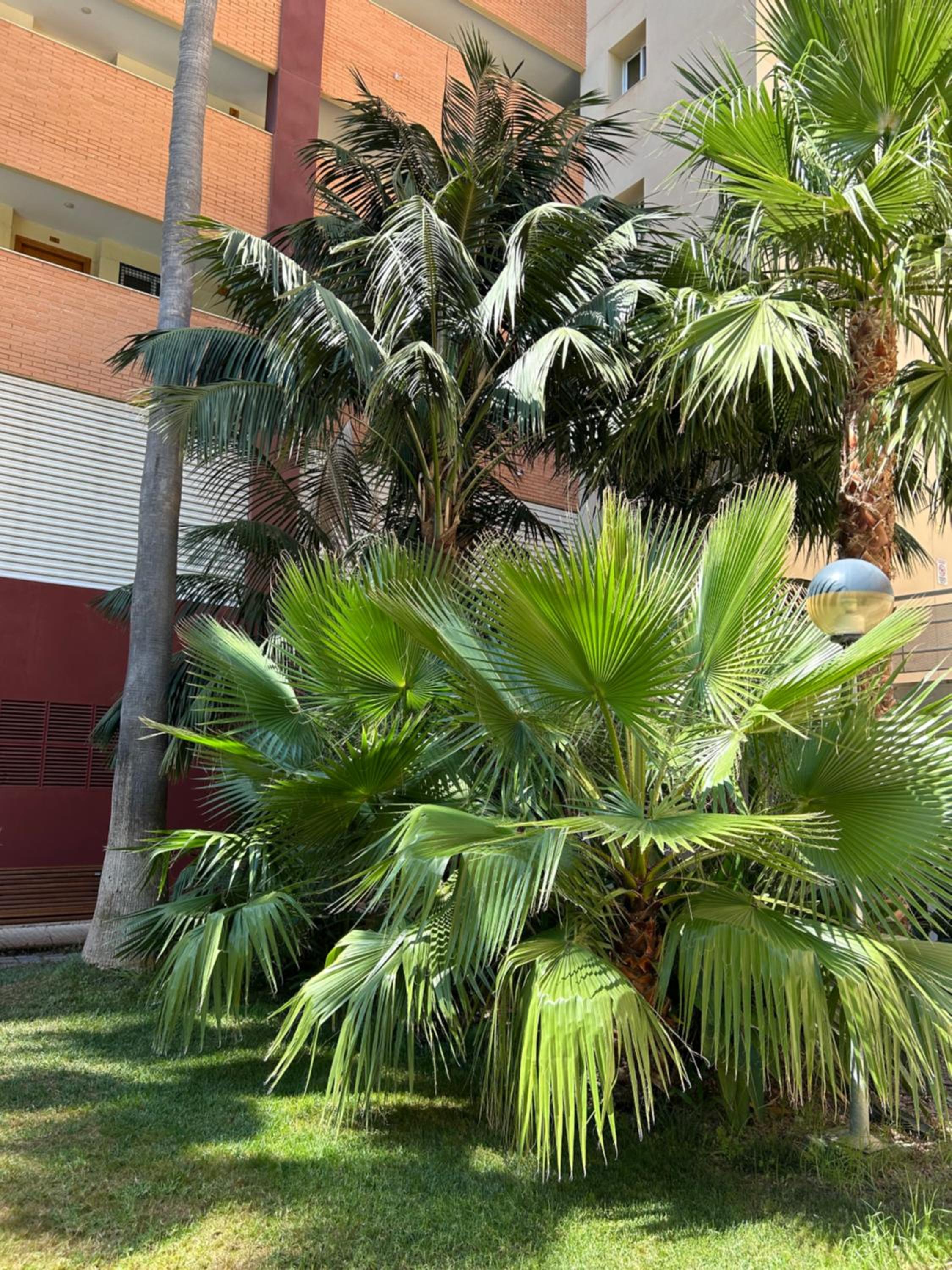 Cala Esmeralda Apartament