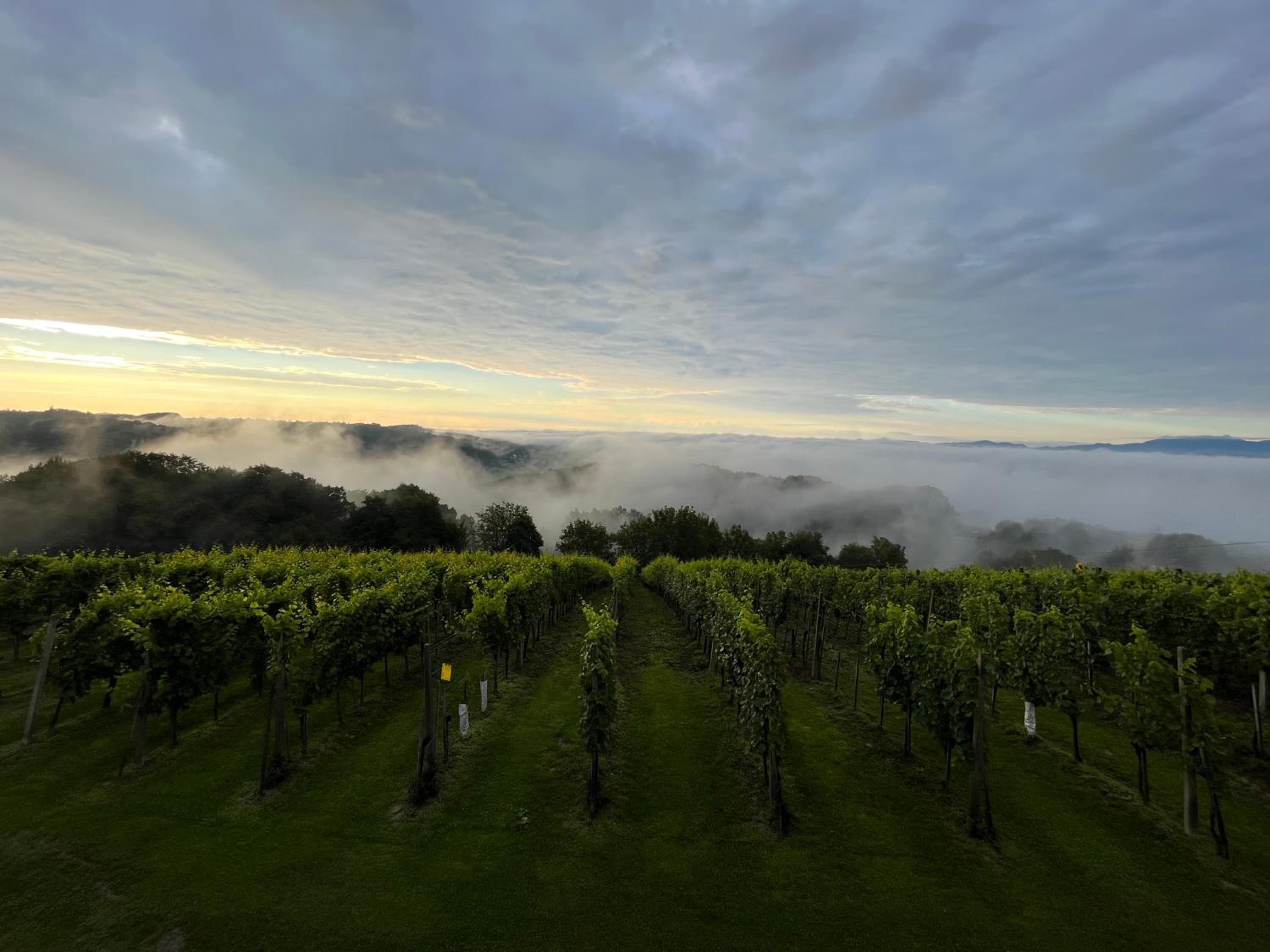 Villa VINEYARD