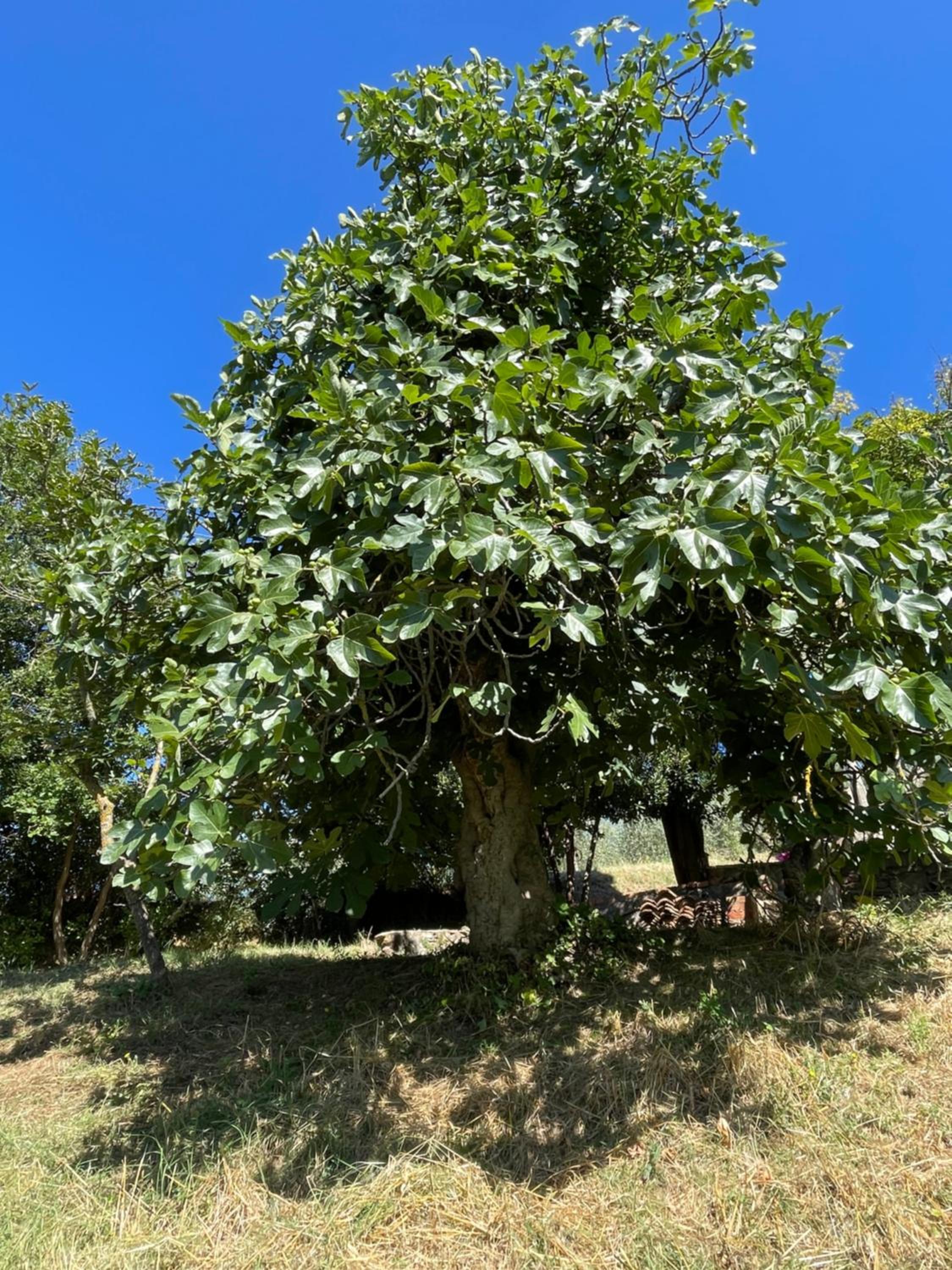 CasaMoira