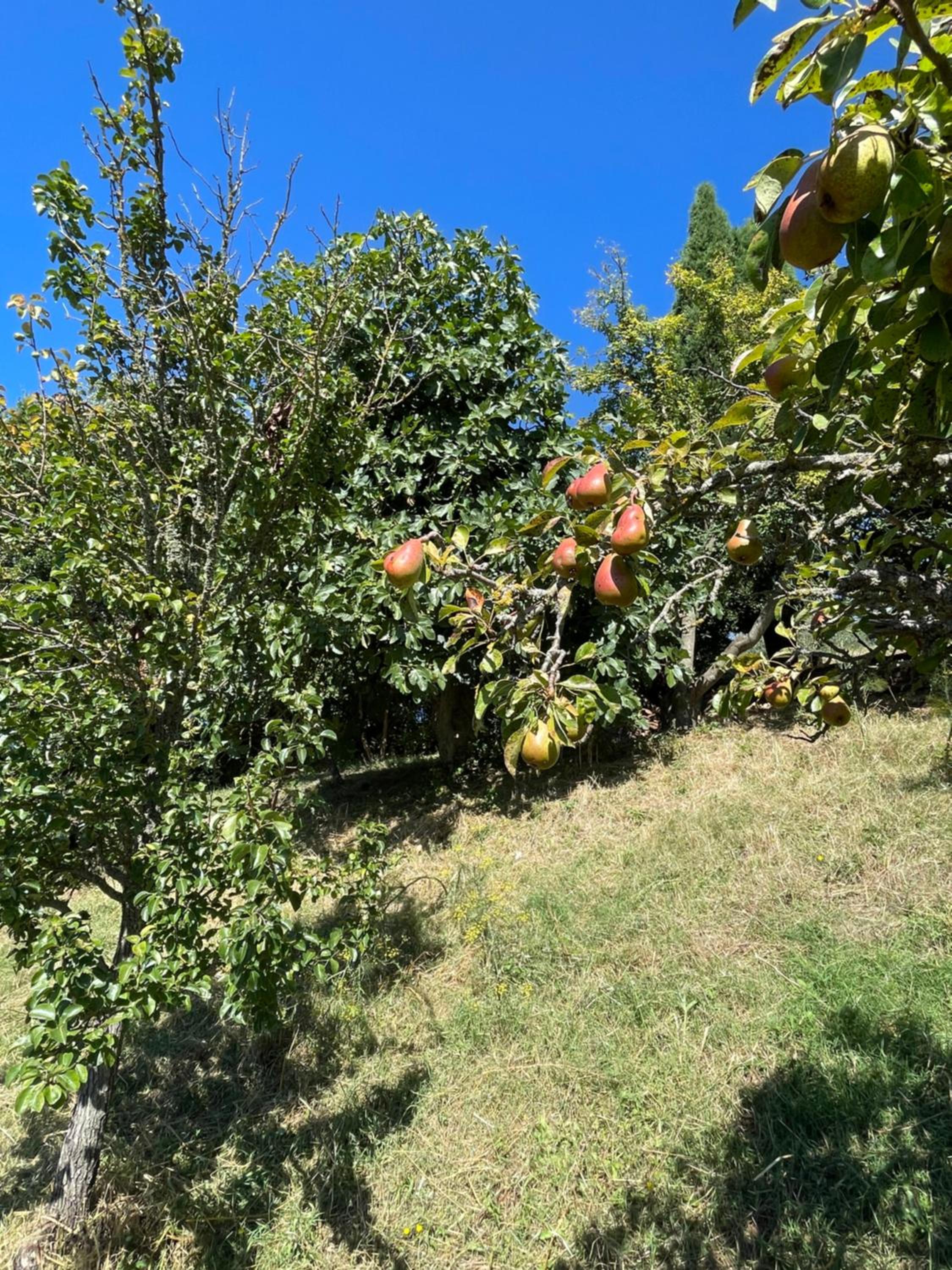 CasaMoira