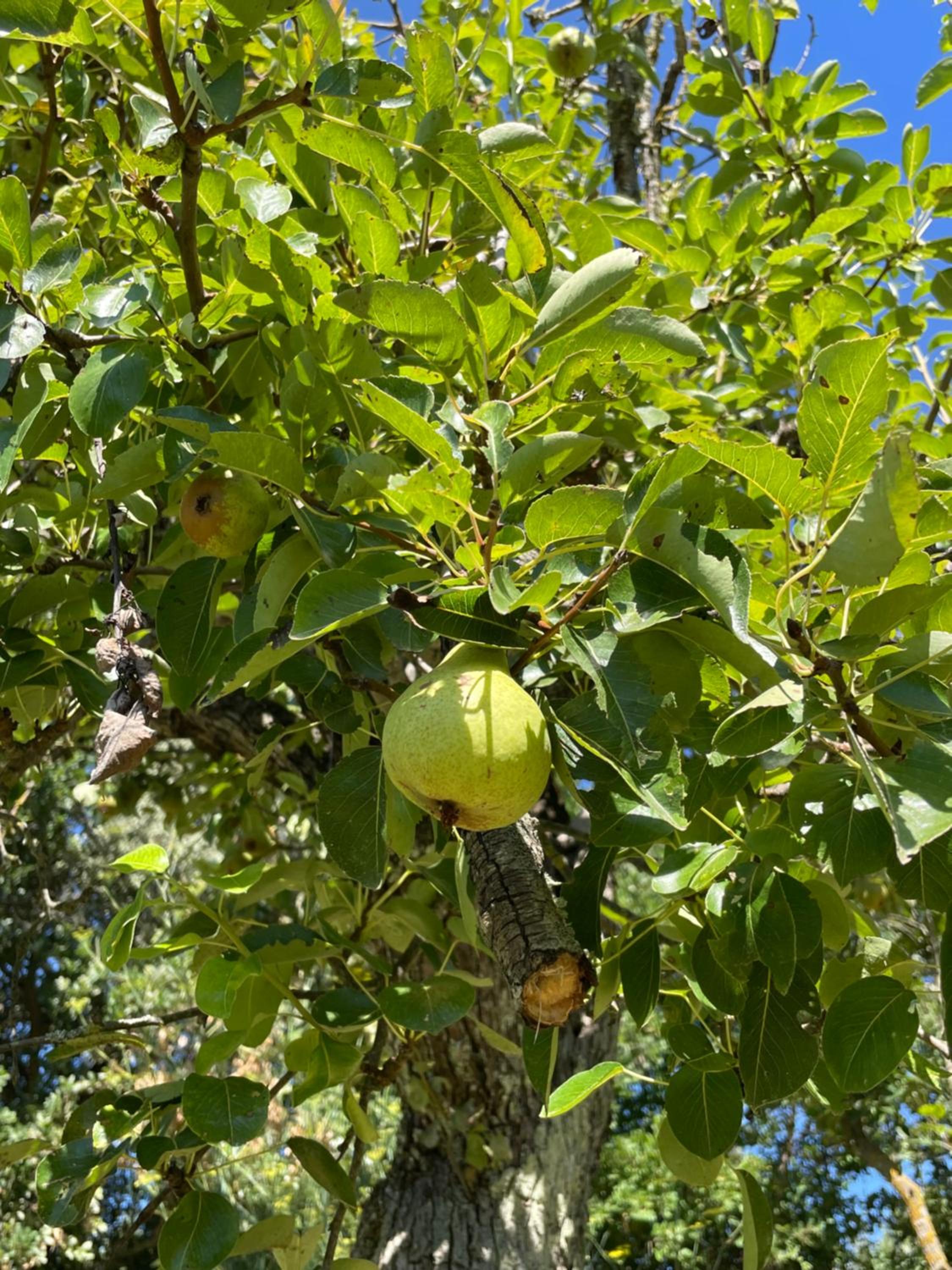 CasaMoira