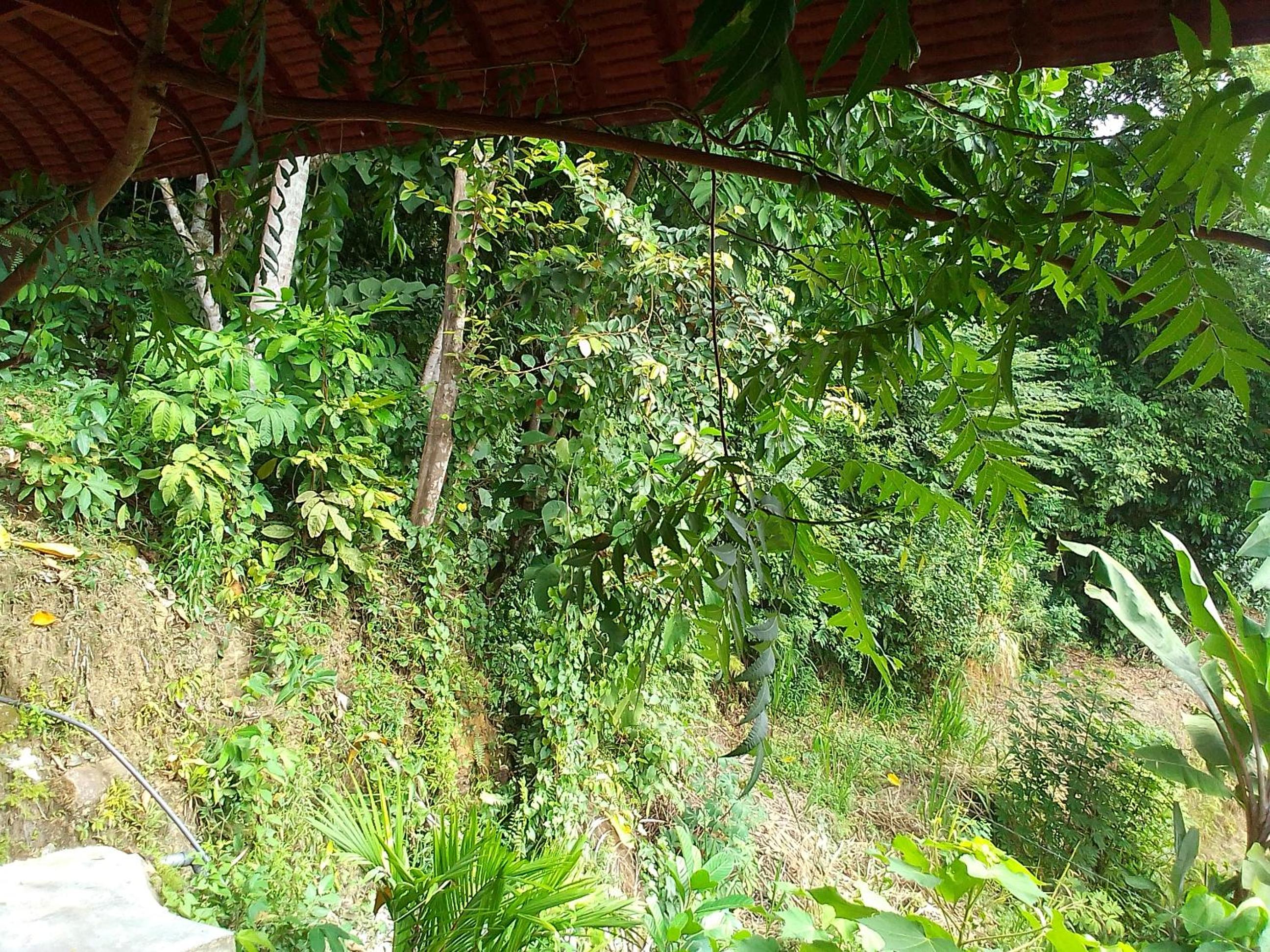 Avinkavilla