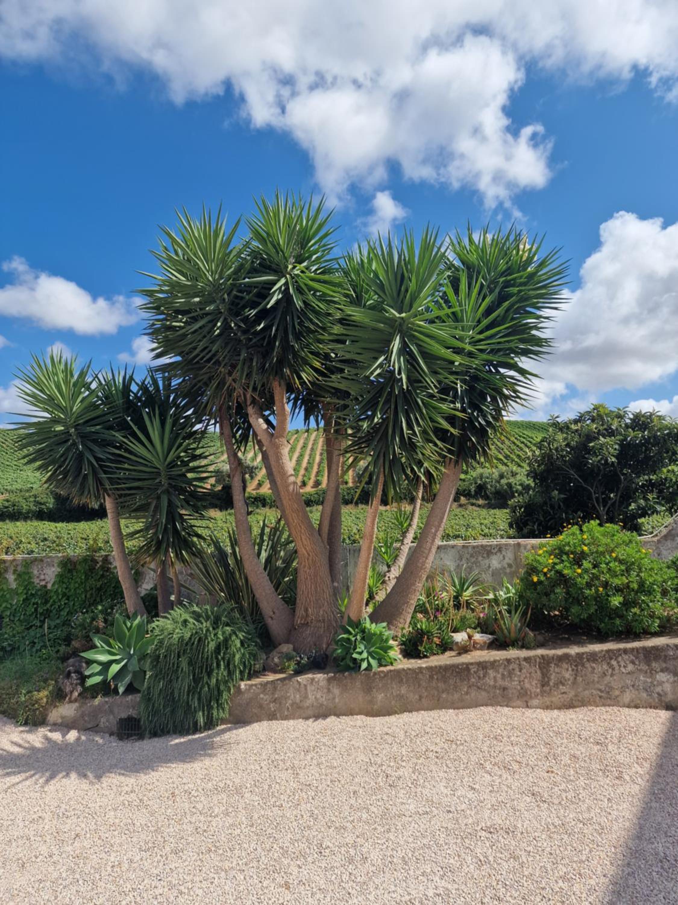 Casa Nikana view 4