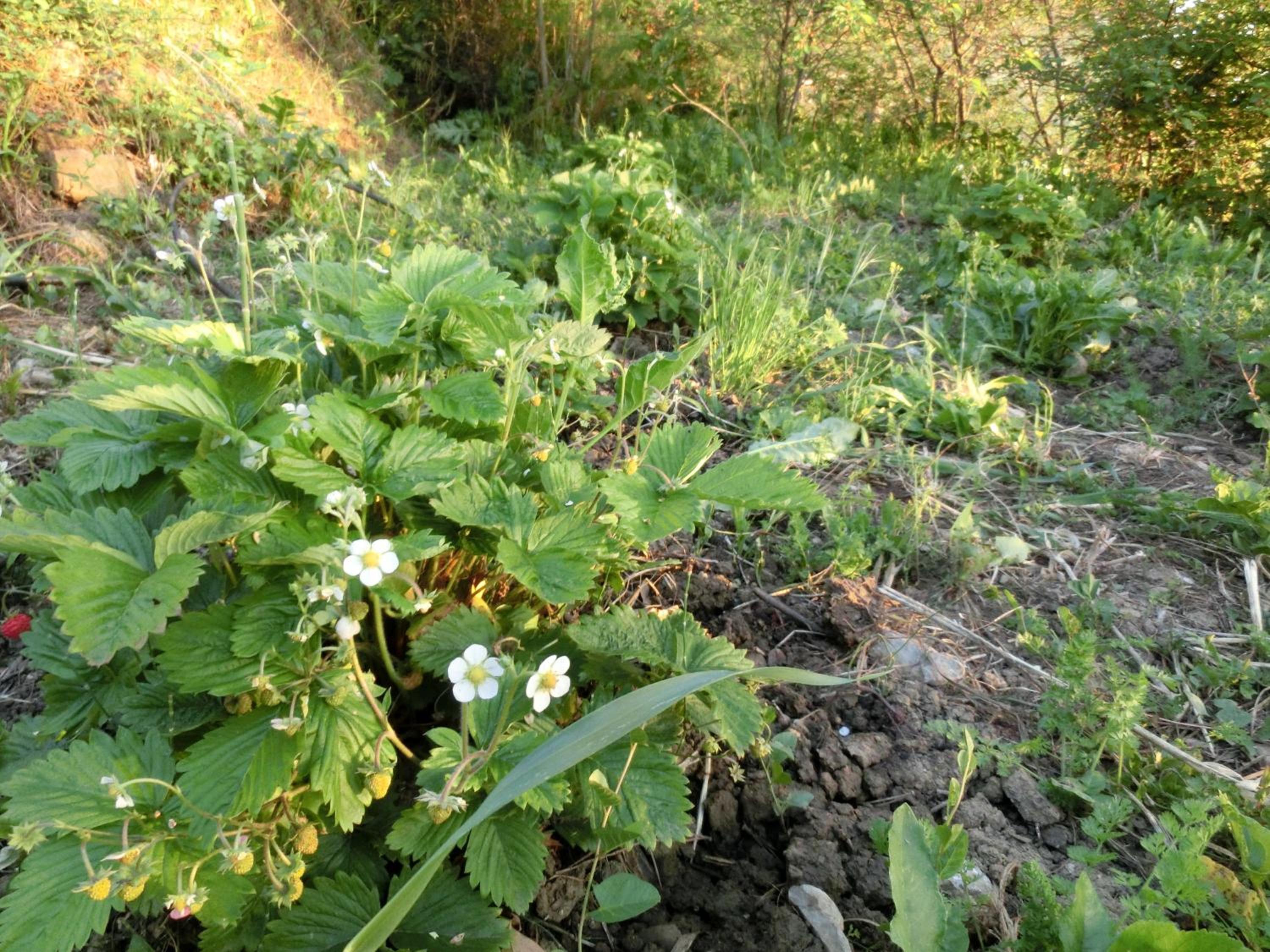 Photo 25